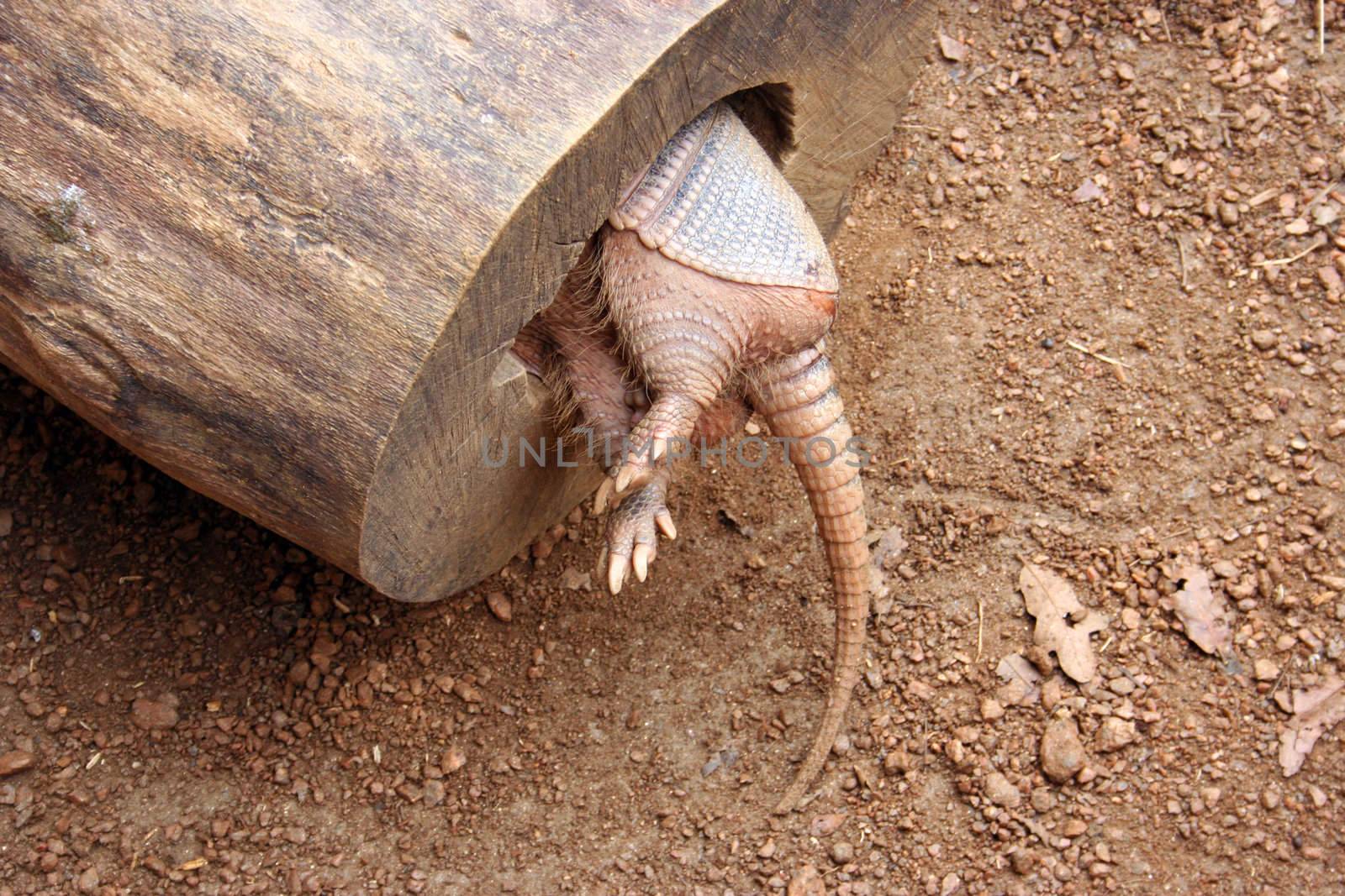 An armadillo in a hollowed out log from the backside.