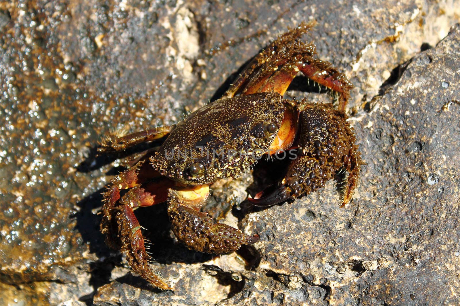 close-up of middle size crab on rock in croatia
