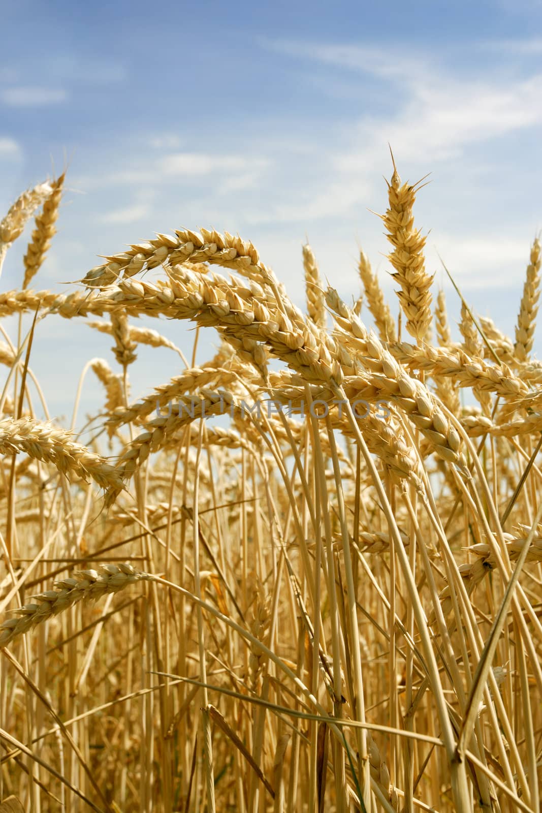 Photo of wheat crops growing in the summer sun.  Shallow depth of field with focus on the higher stalks.
