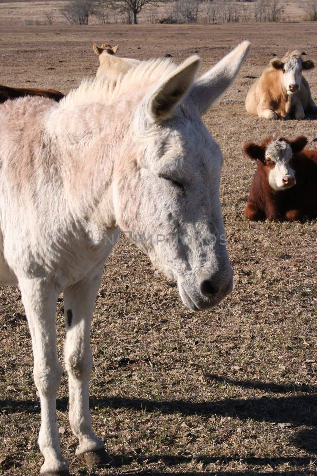 A donkey on a farm.  There is a herd of cows in the background.