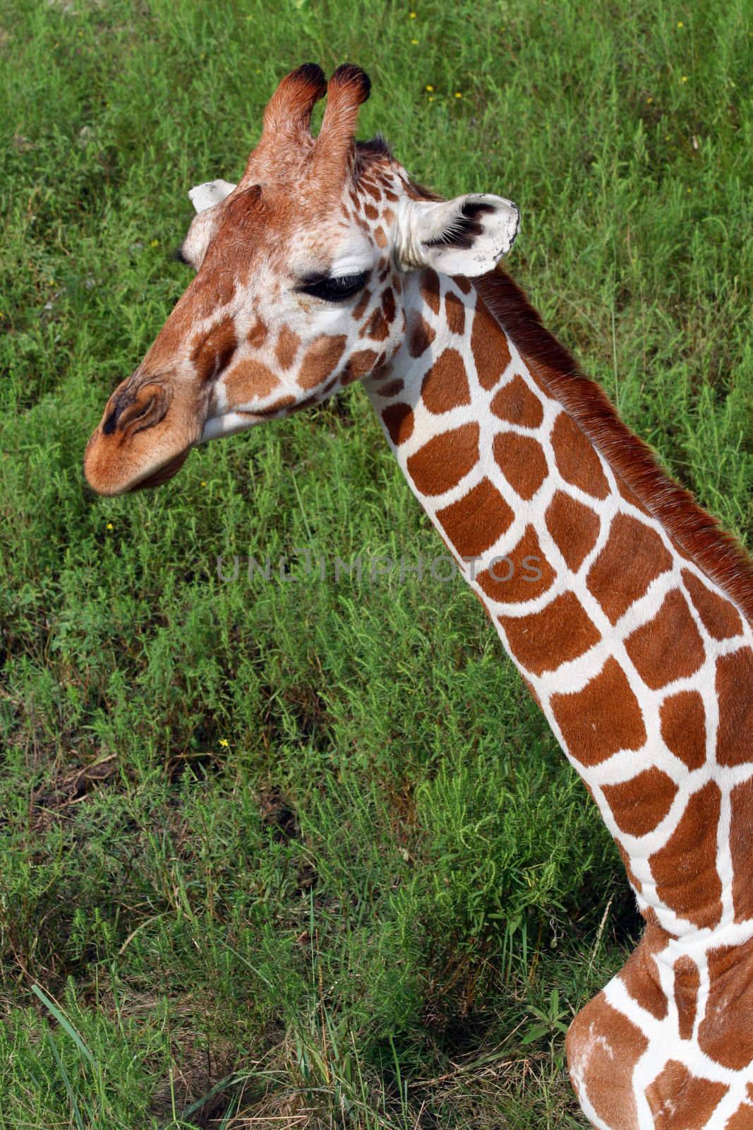 An adult giraffe.  Great color and detail.  Will make awesome prints.