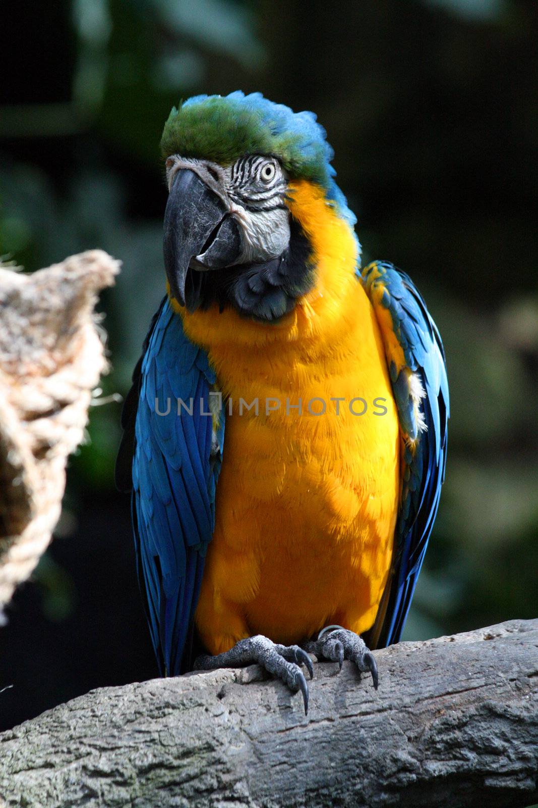 A blue and yellow macaw.  Great detail.