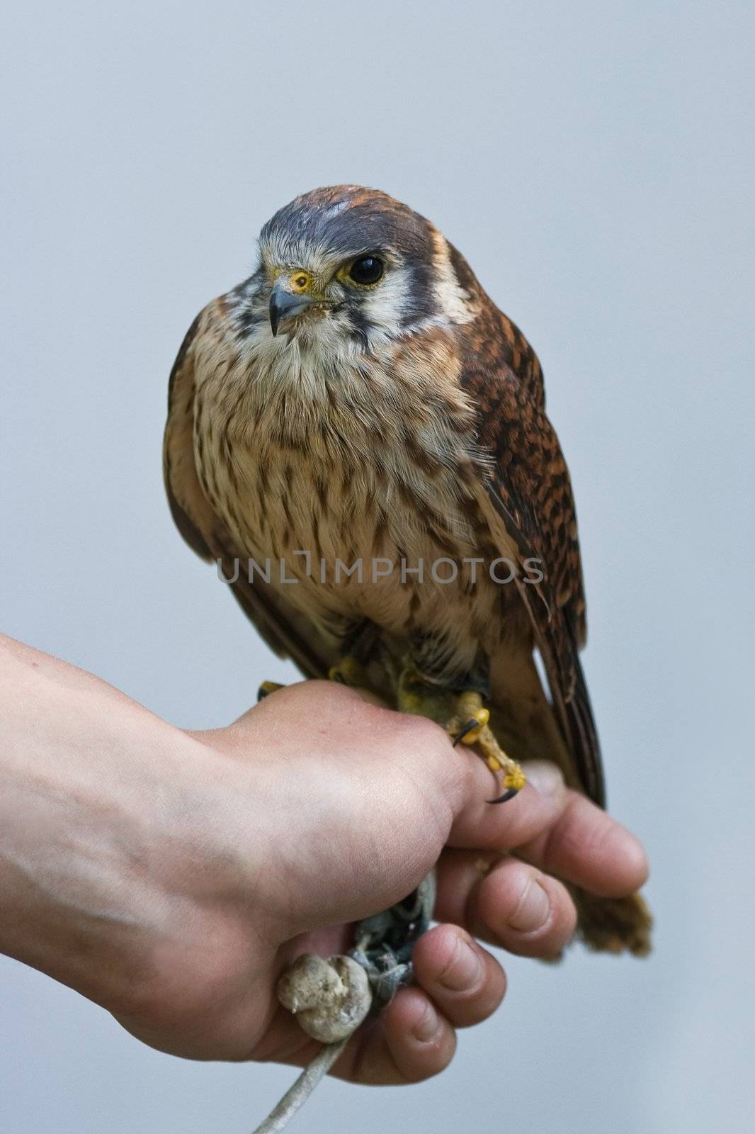 American Kestrel is the smallest falcon in North America