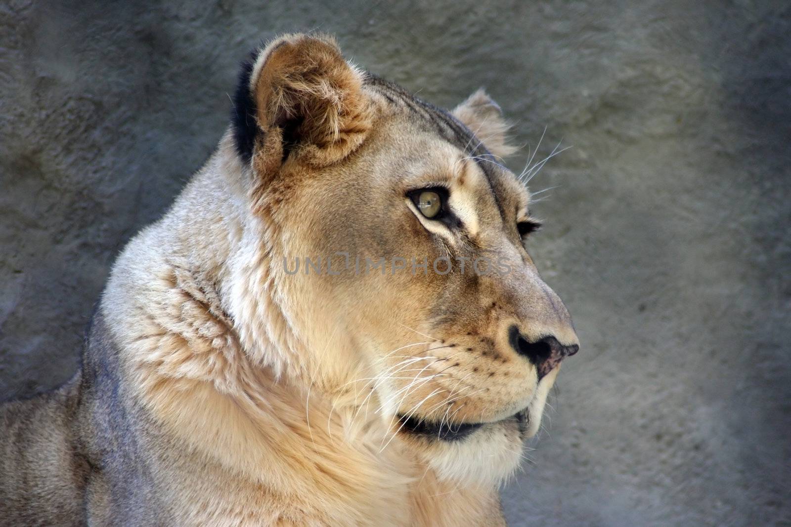 A shot of a female lion at the zoo.