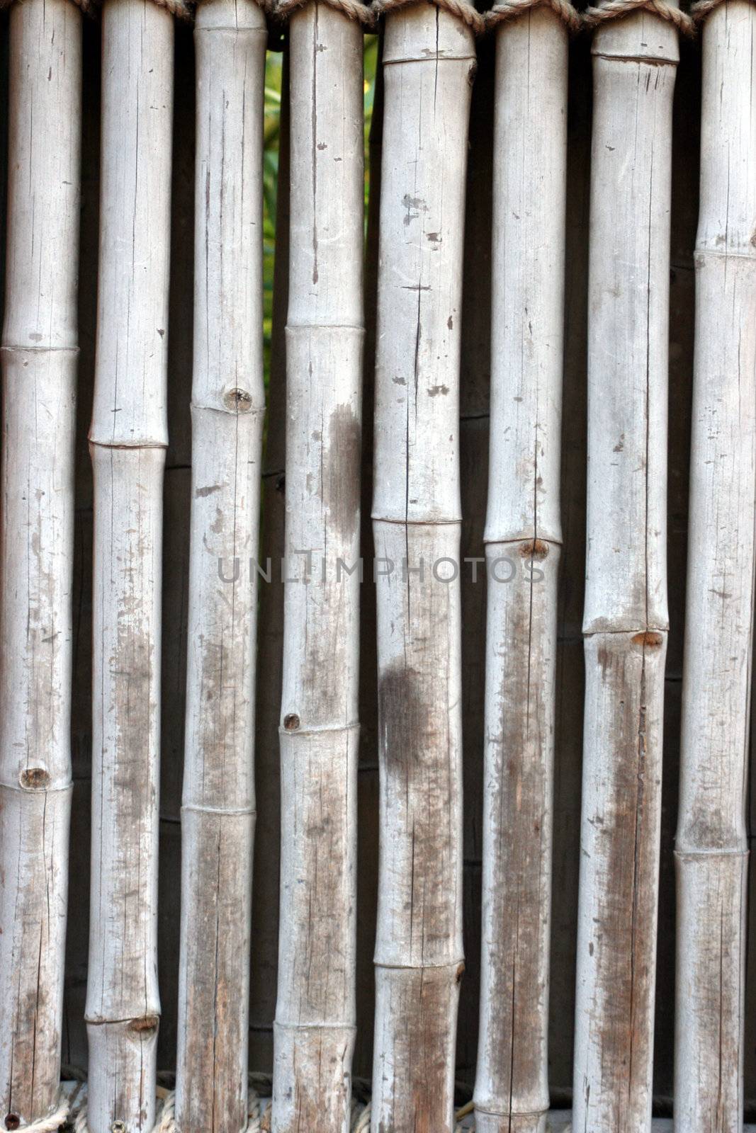 Bamboo Wall by AreaPhotography