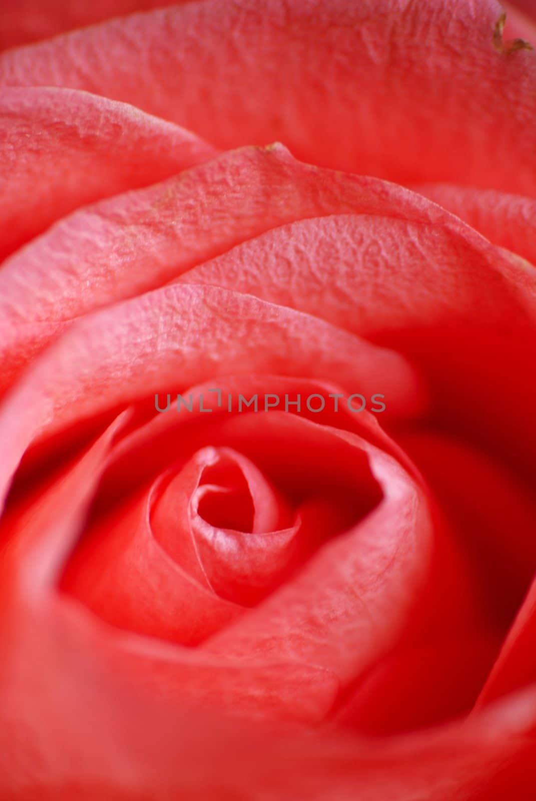 Macro view of a pink colour rose flower petals