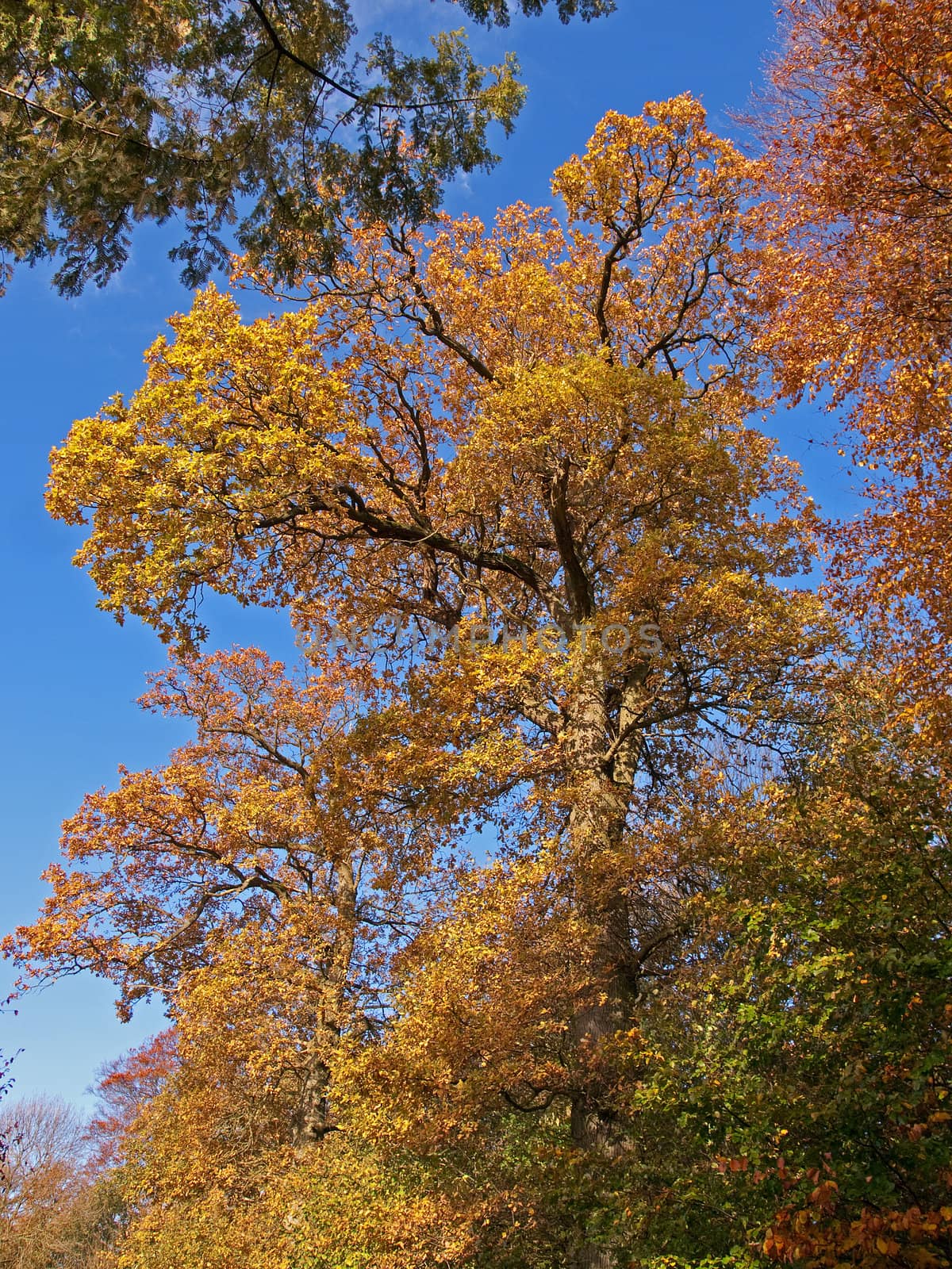 Autumn fall in the park by Ronyzmbow