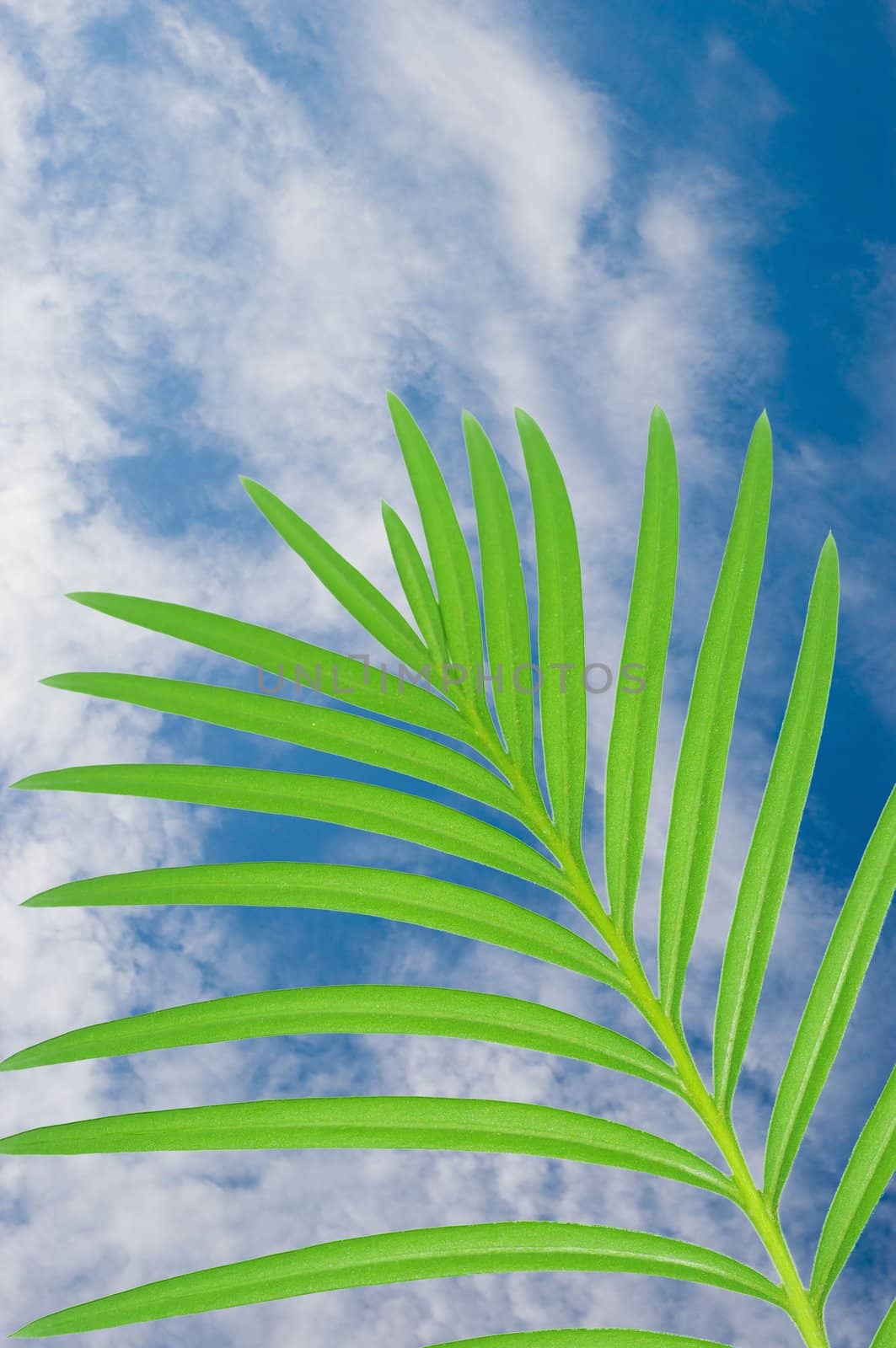 Leaves of palm on a blue sky