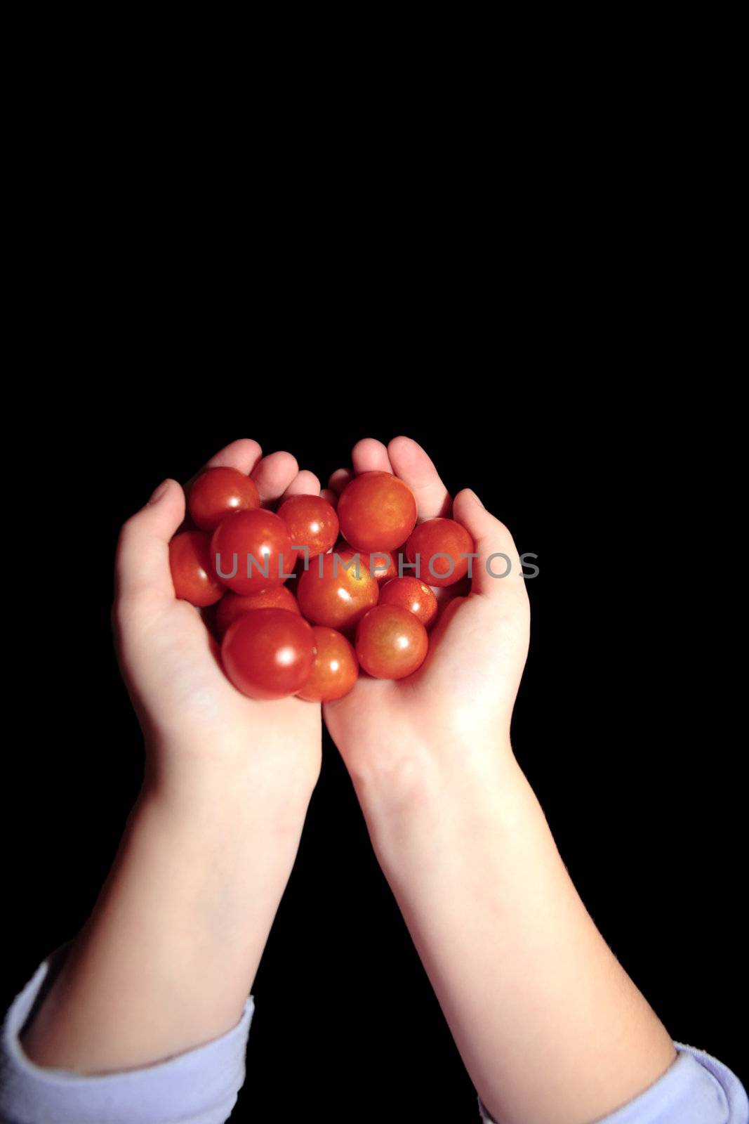 big handfull of ripe organic farm tomatoes