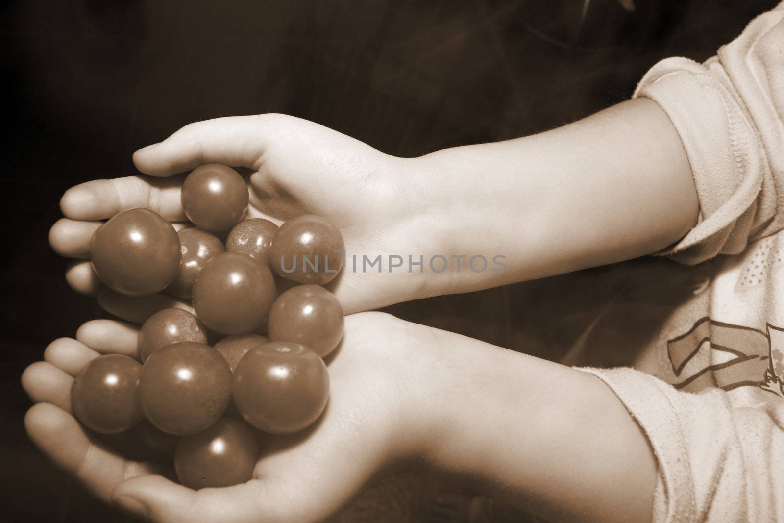big handfull of ripe organic farm tomatoes