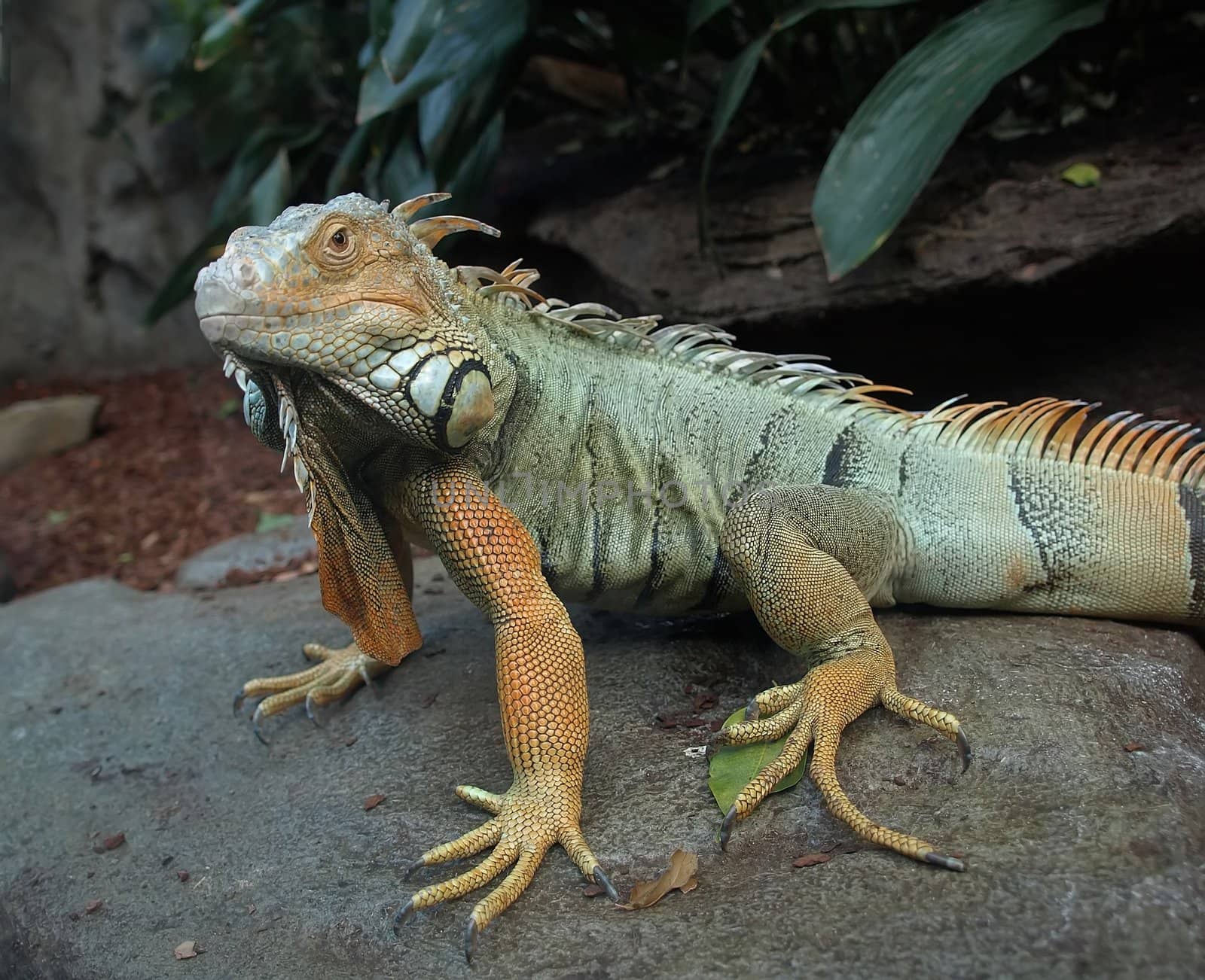 Australian bearded lizard