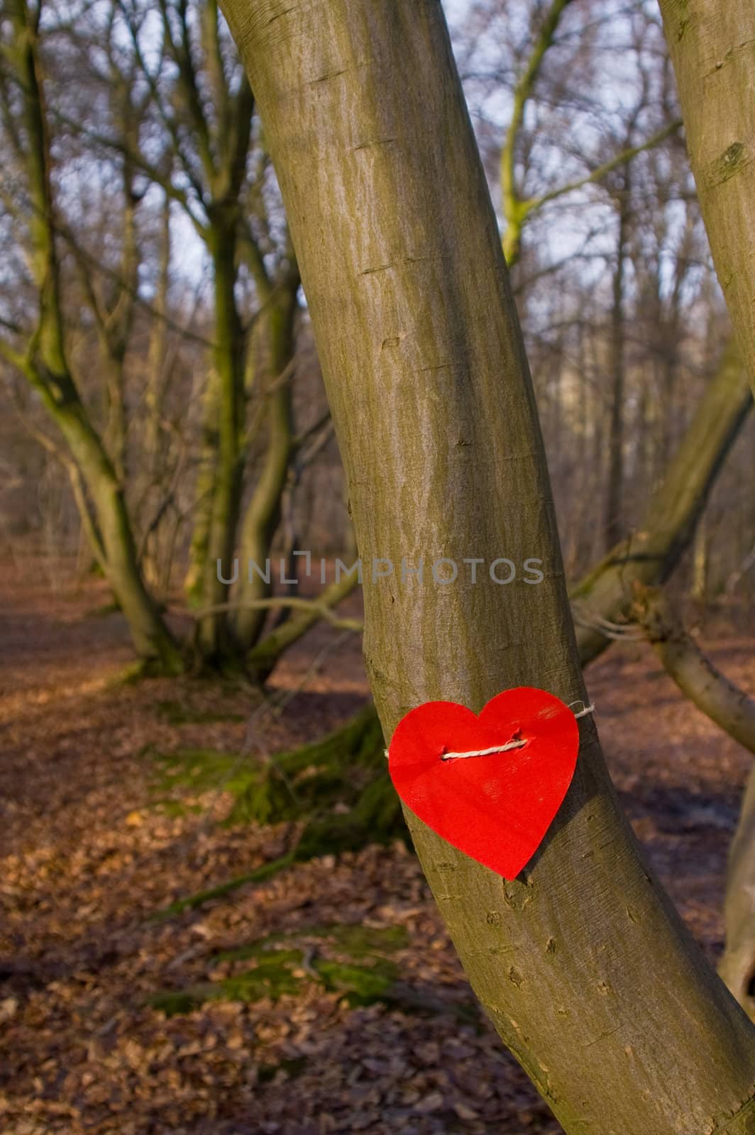 tree with a red  love heart arround trunk 

