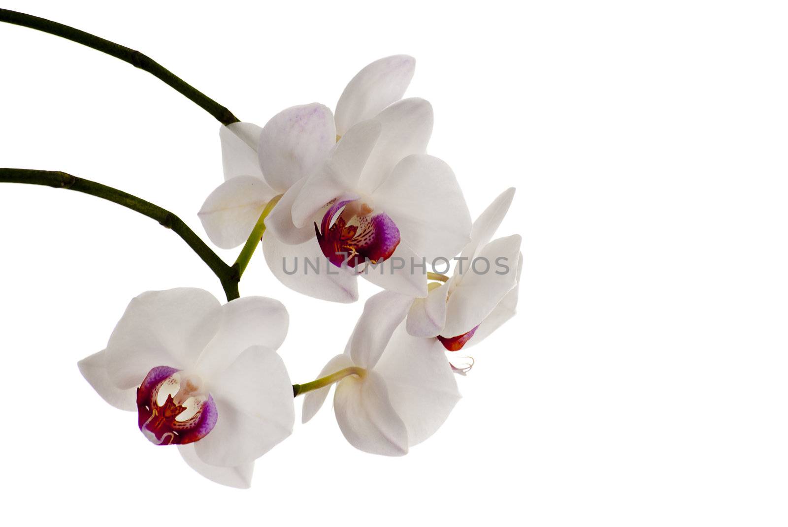 beautiful white orchid flowers on a white background
