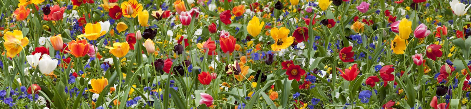 Colorful tulip flowers in Spring
