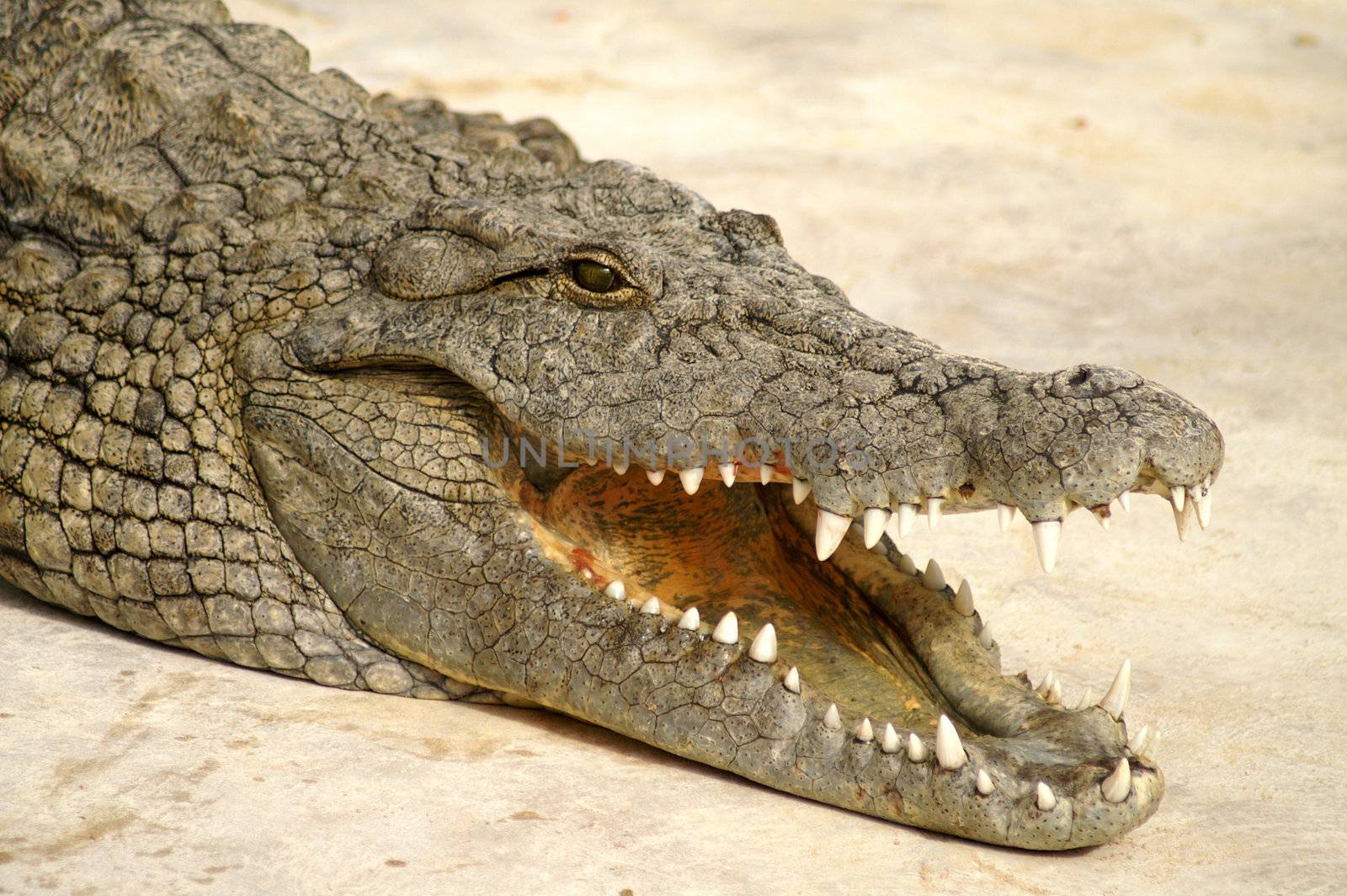 dangerous alligator by photochecker