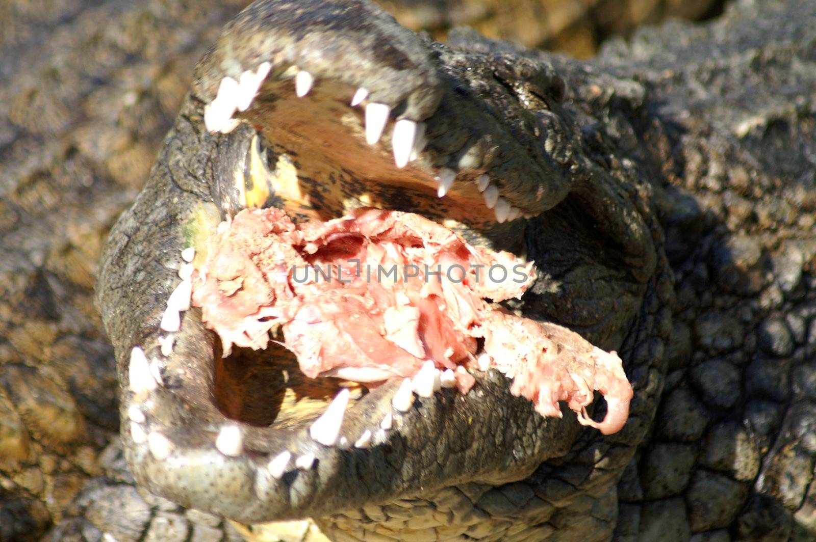 alligator eating by photochecker