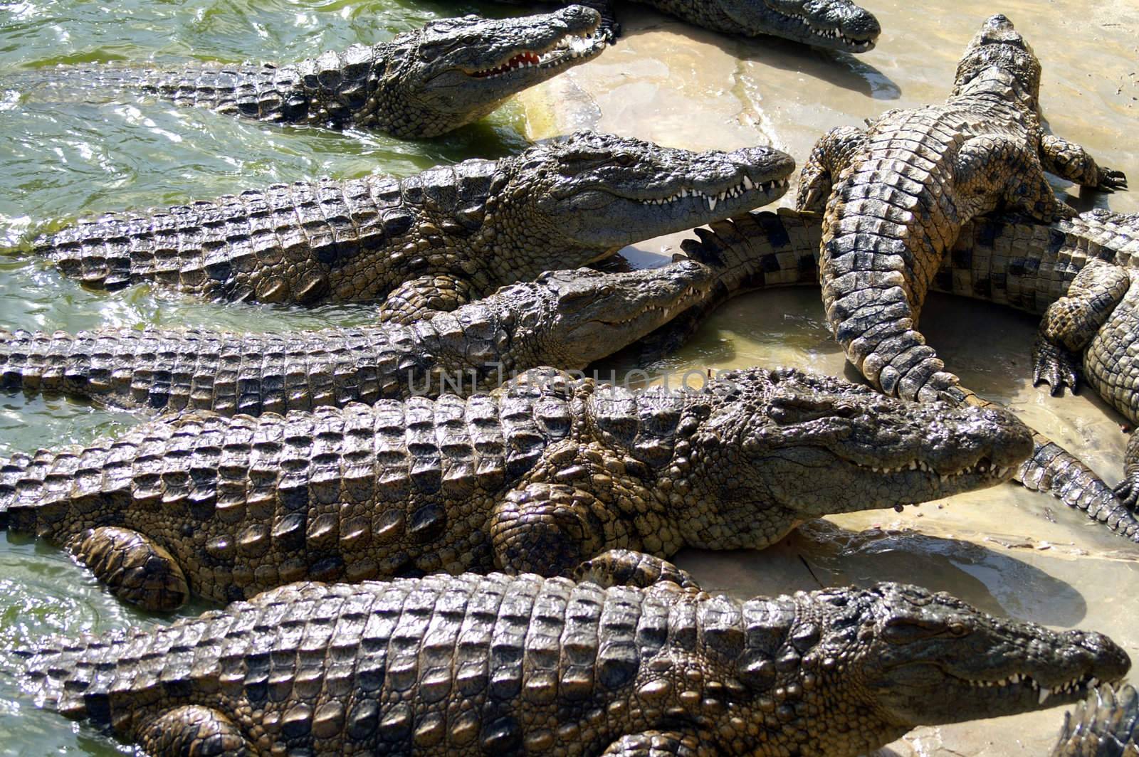 alligators waiting for something