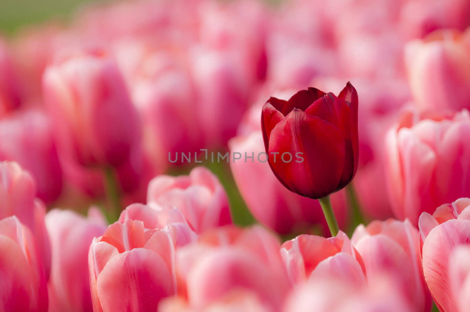 Colorful tulip flowers in Spring