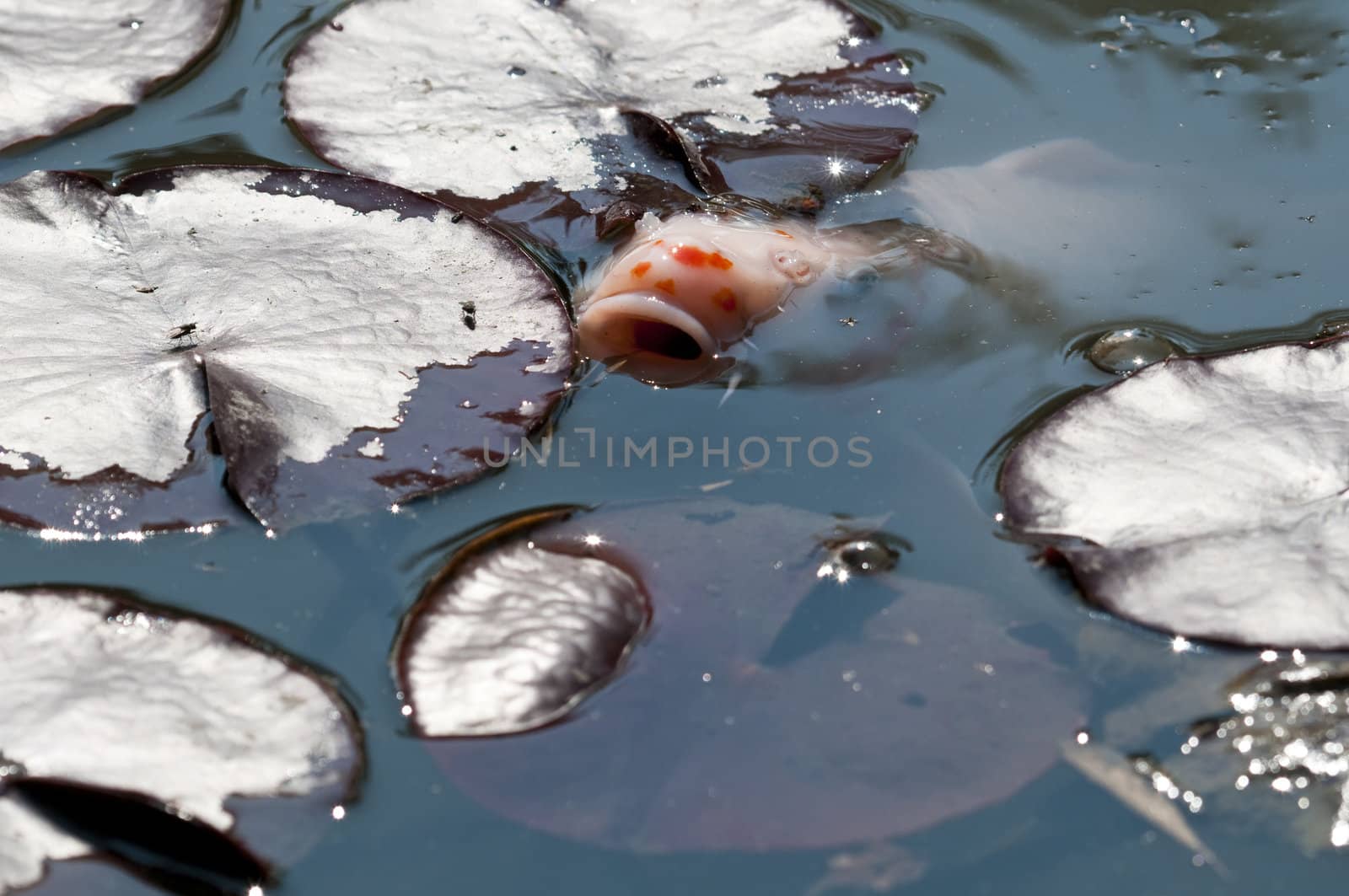 Ornamental Koi fish among waterlily leaves