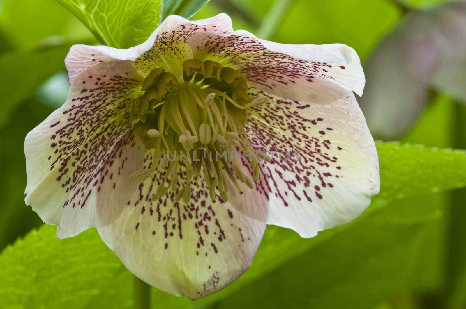 Red spotted green flower in back light