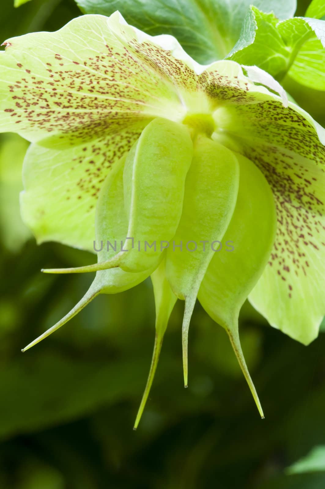 Red spotted green flower with growing seeds