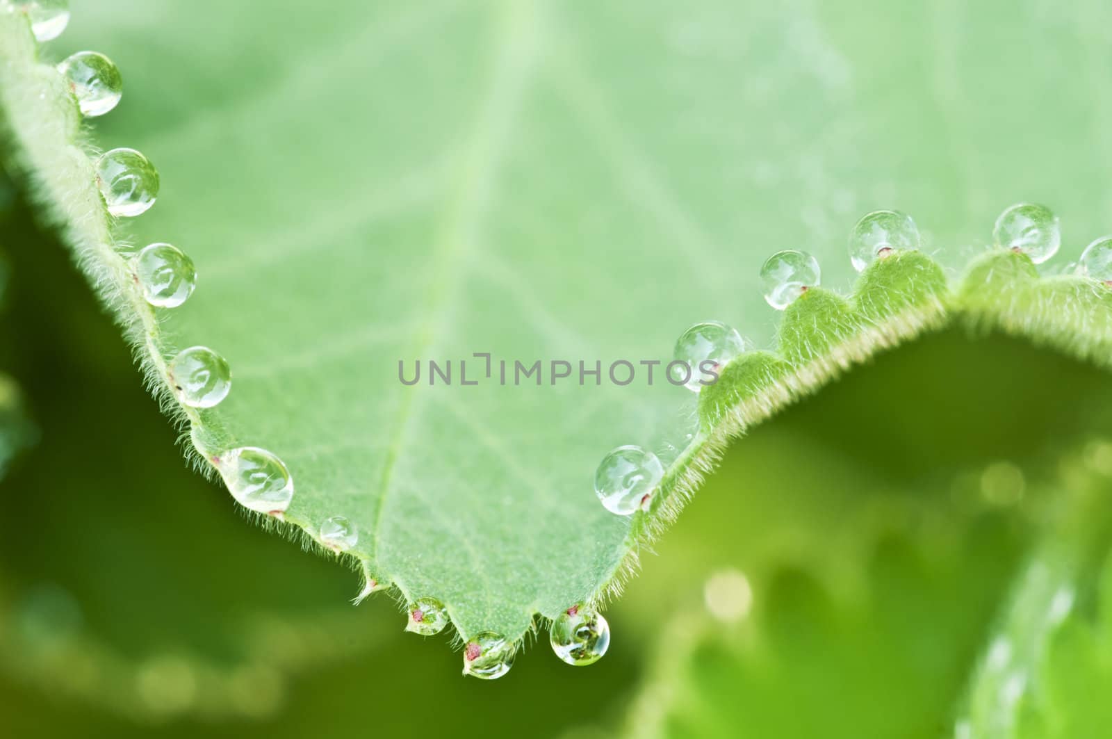 Closeup of dew drops on a leaf edge
