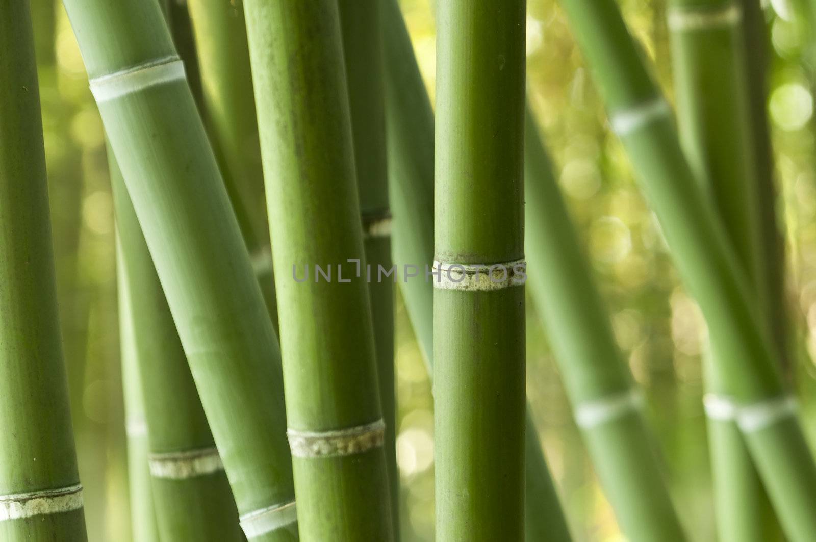Closeup of a green bamboo forest 