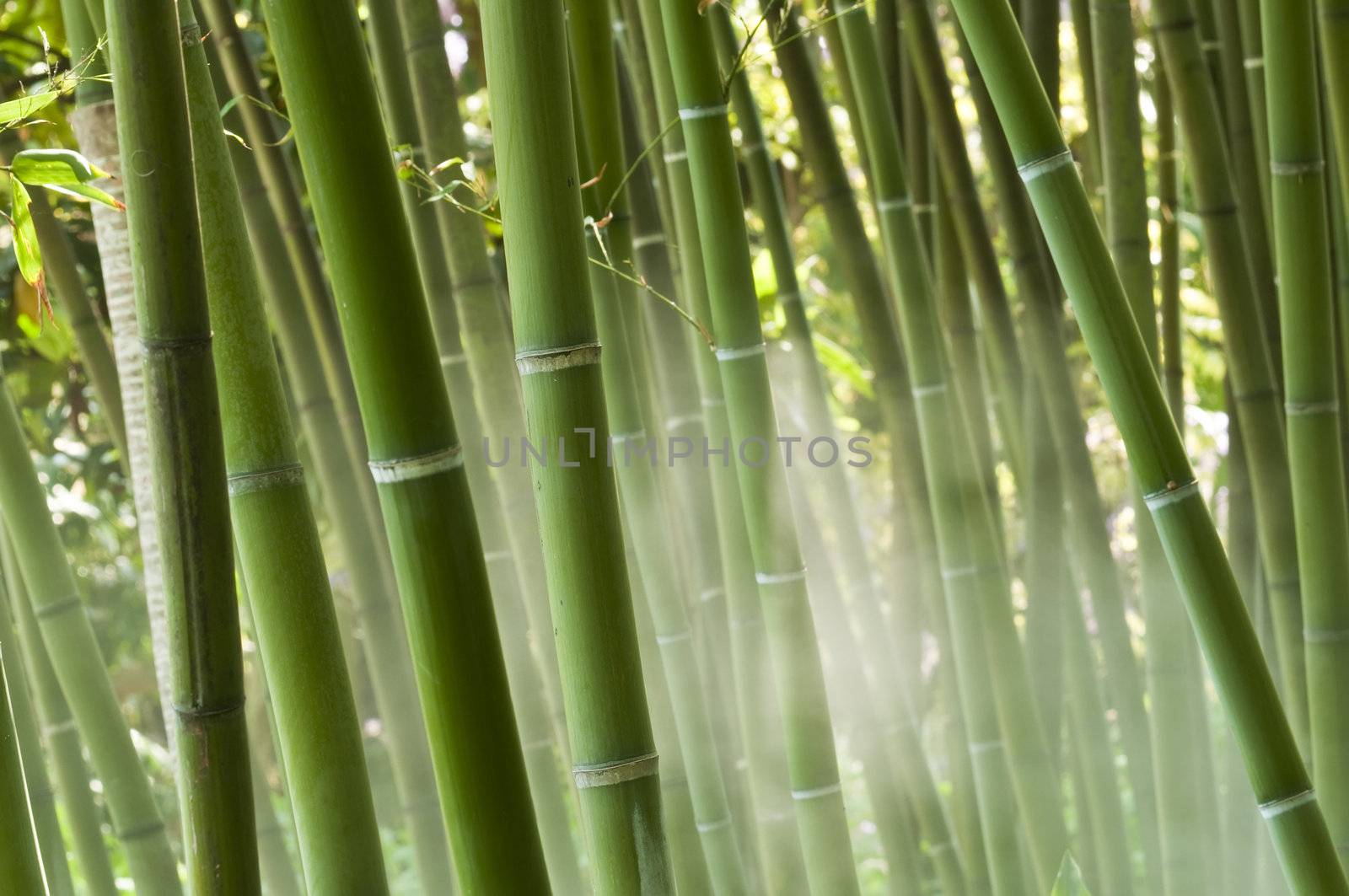 Closeup of a green bamboo forest in the mist