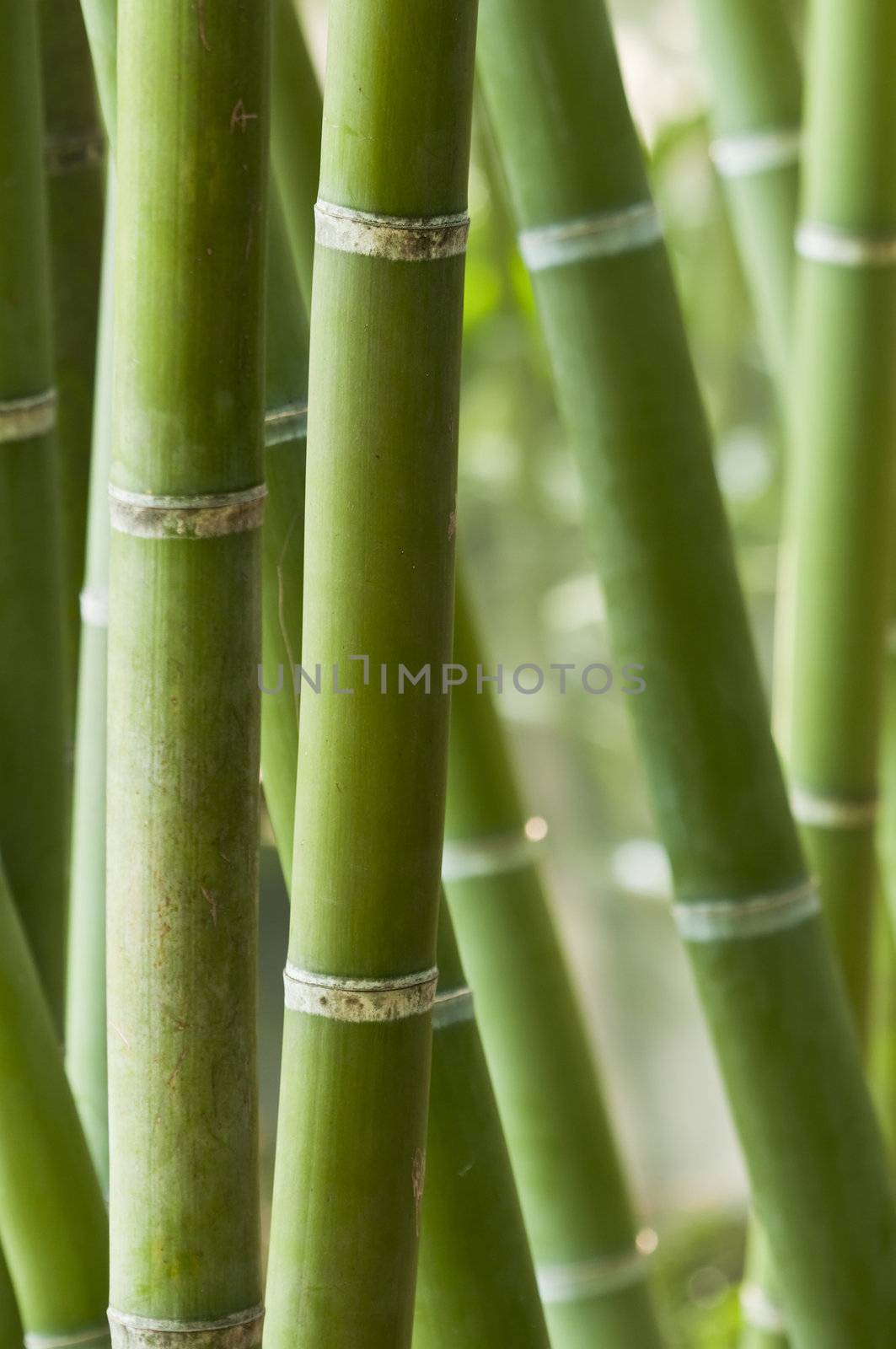 Closeup of a green bamboo forest 