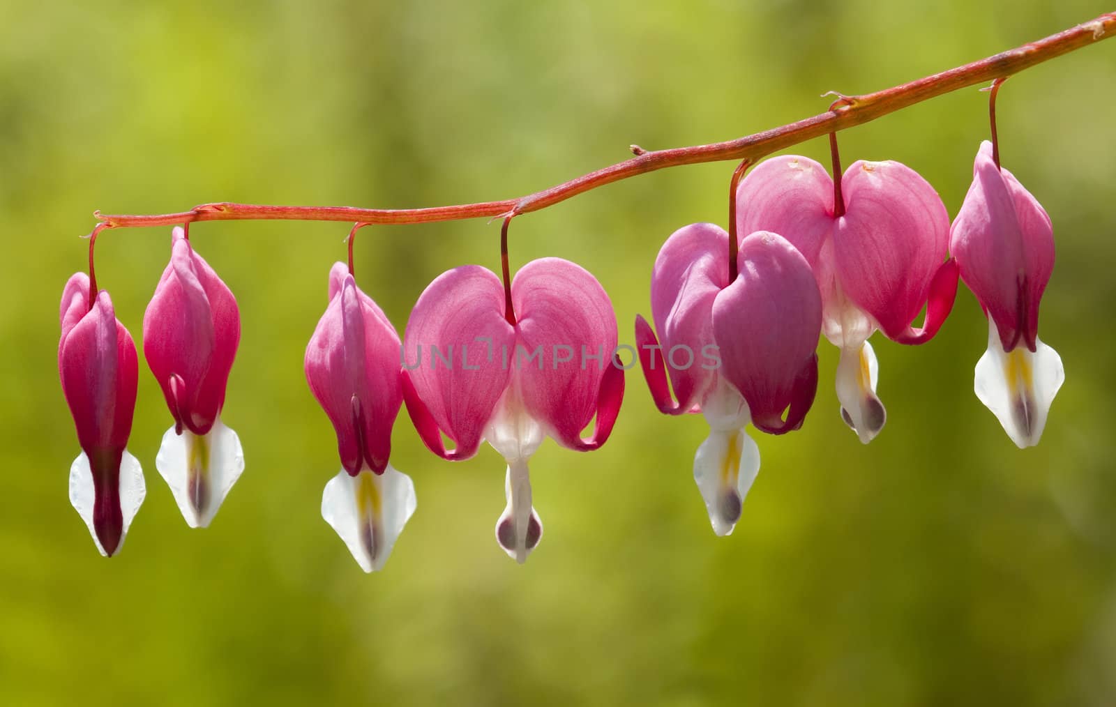 Flowers of the bleeding heart plant, Dicentra spectabilis