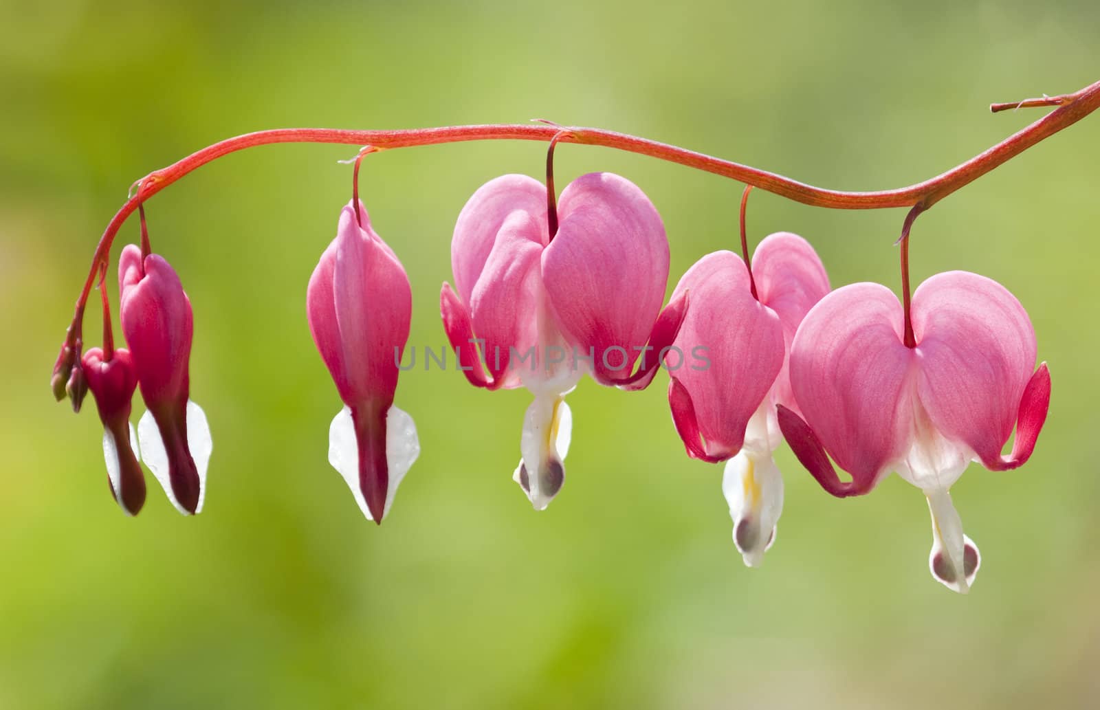 Flowers of the bleeding heart plant, Dicentra spectabilis