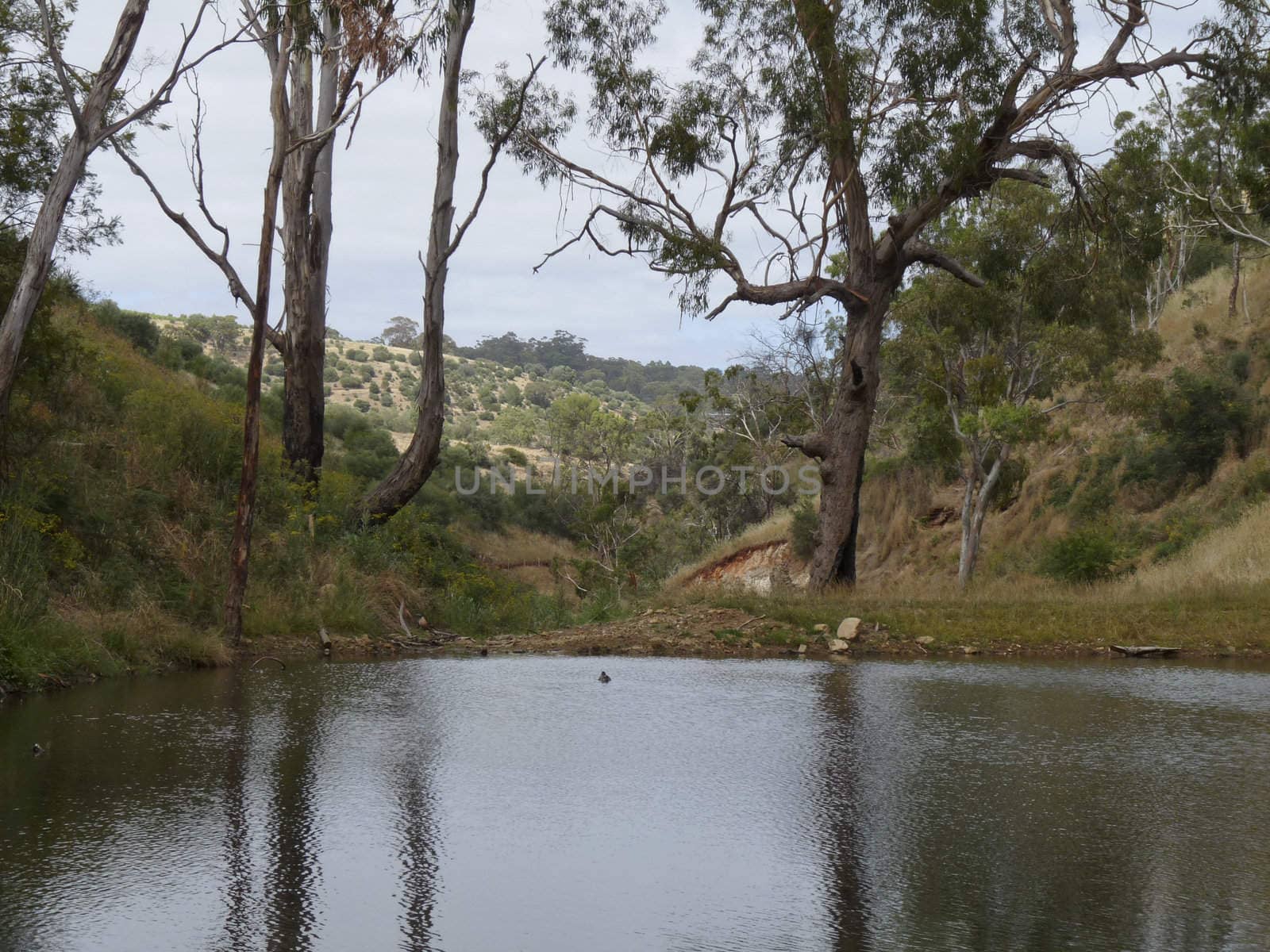 A billabong containing water during Australian summer