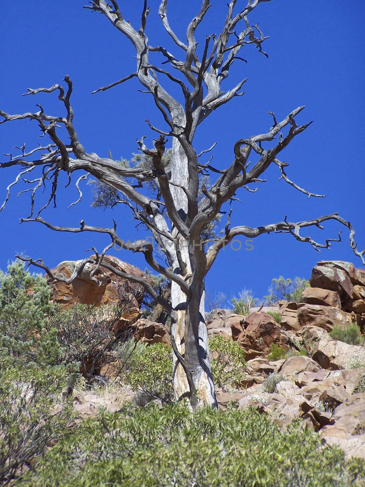 A gnarled tree on a rocky outcrop