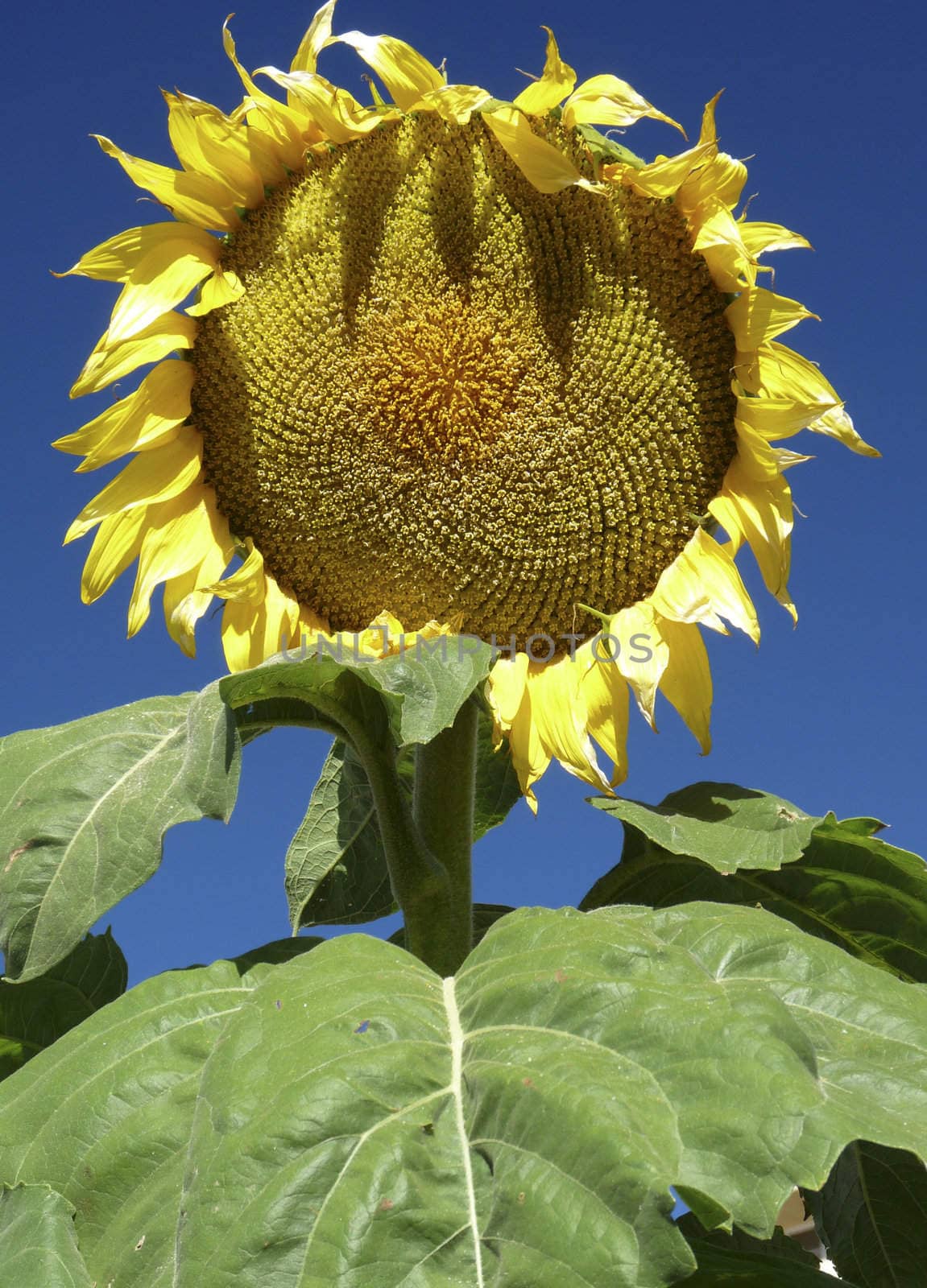 A huge sunflower against blue sky