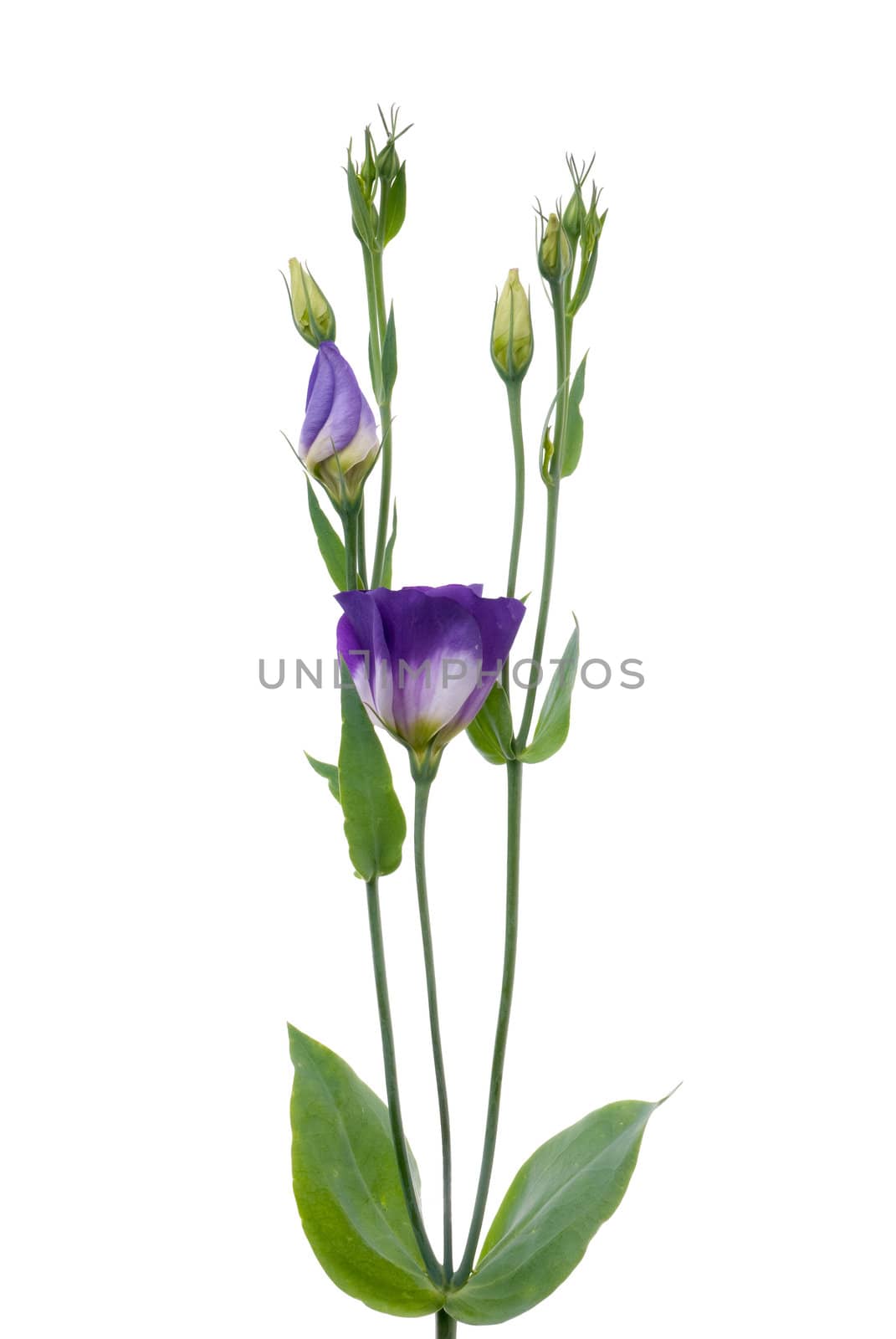 Beautiful violet flower isolated on white.