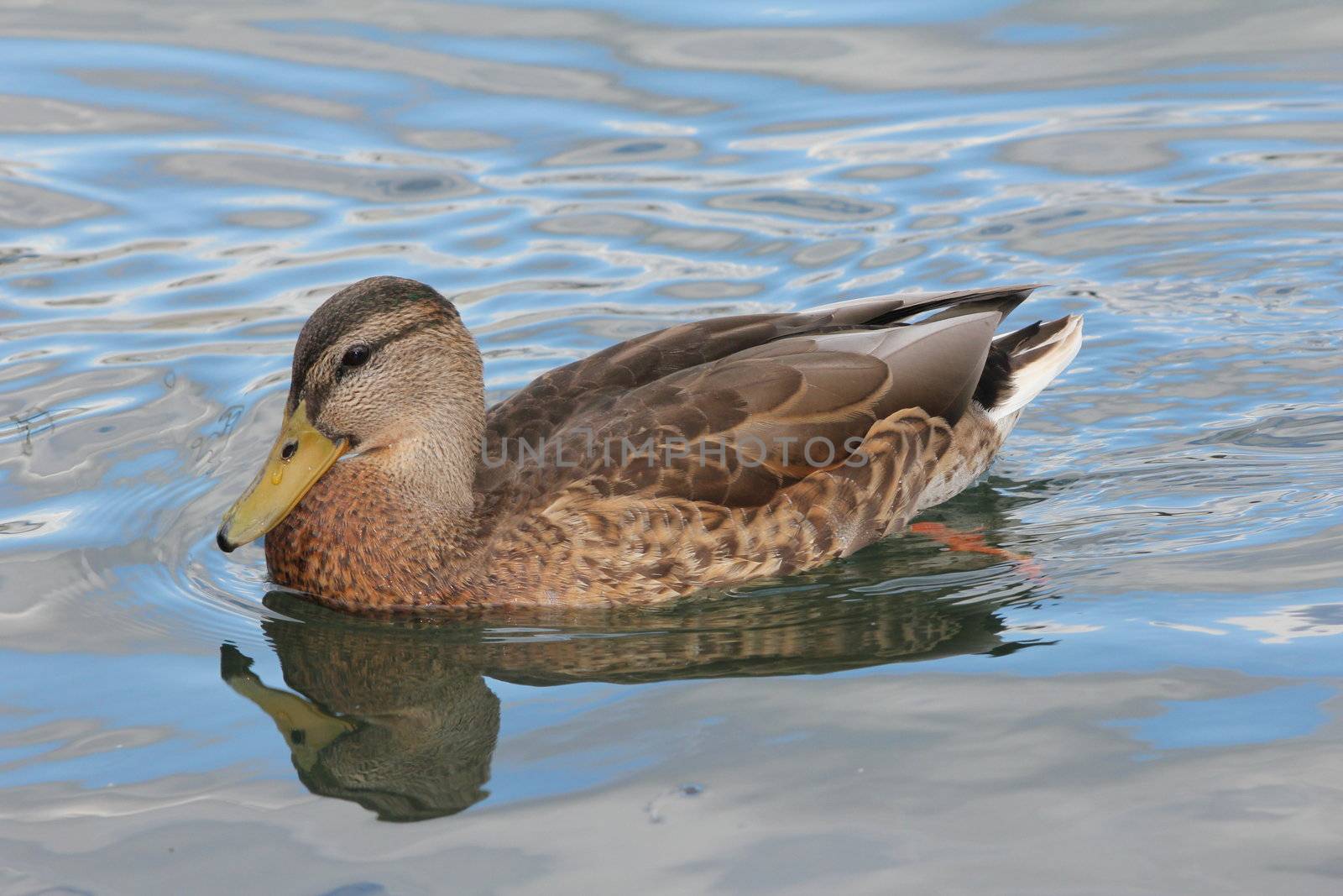 A duck on the lake with reflections blue in the water