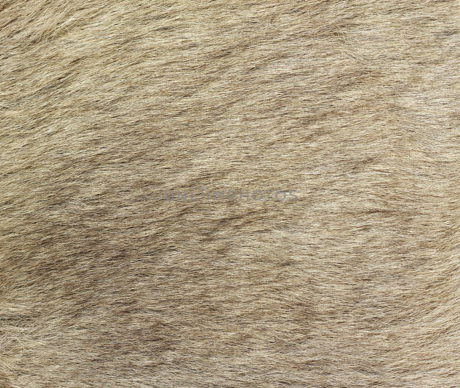 A closeup image of kangaroo fur. Great for texture, background or wallpaper.