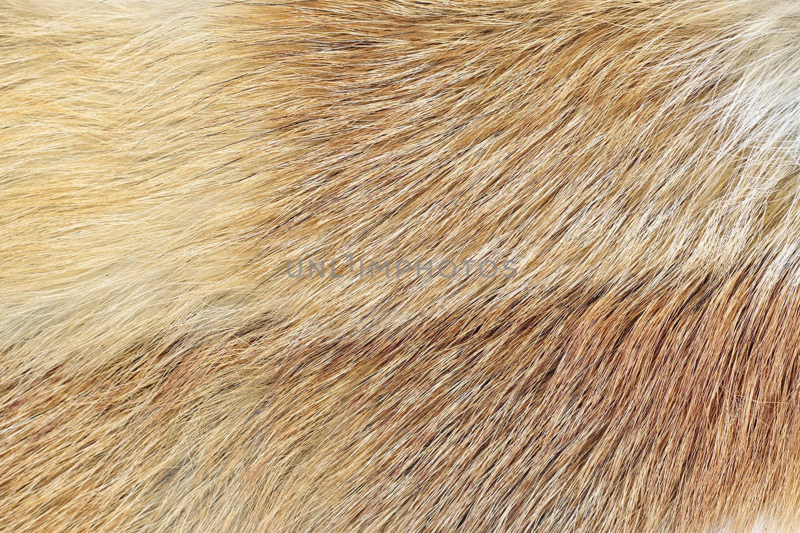 Mink (Mustela lutreola) fur background by Jaykayl