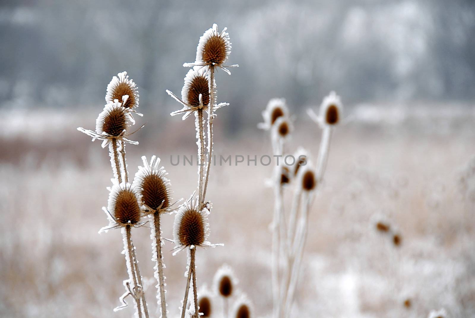 ice crystals on frozen dry plant closeup