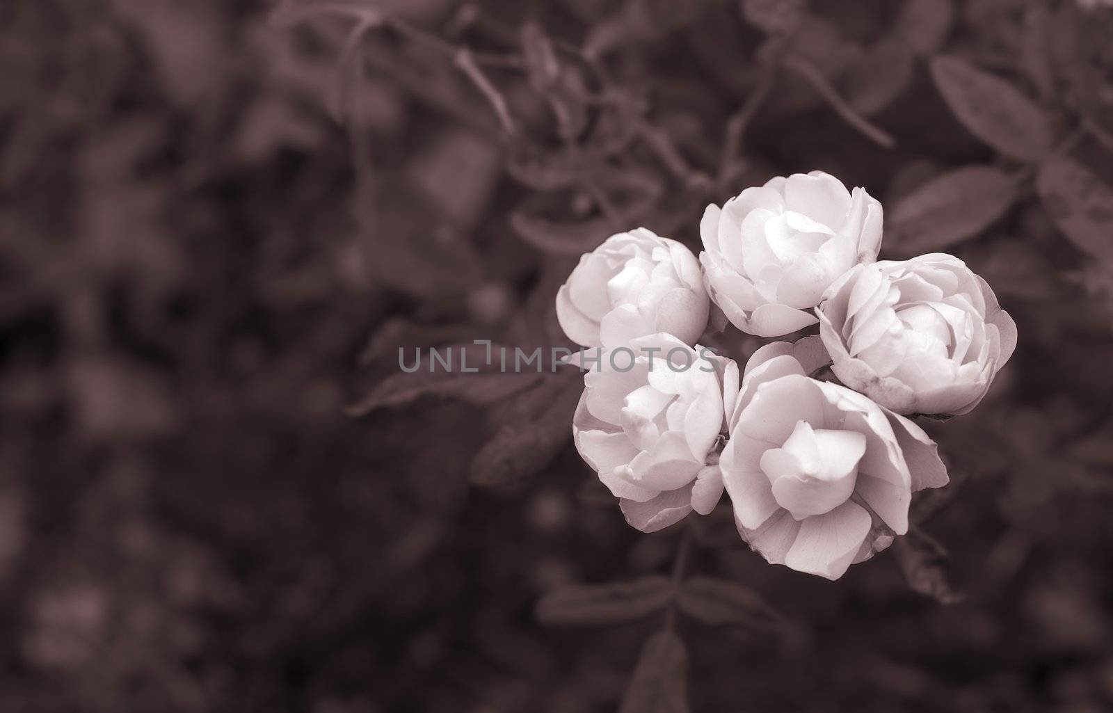 It is a beautiful five snow white rose, painted with sepia tone.