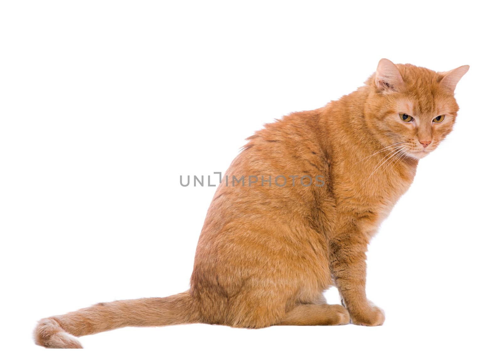 domestic red striped cat isolated on white