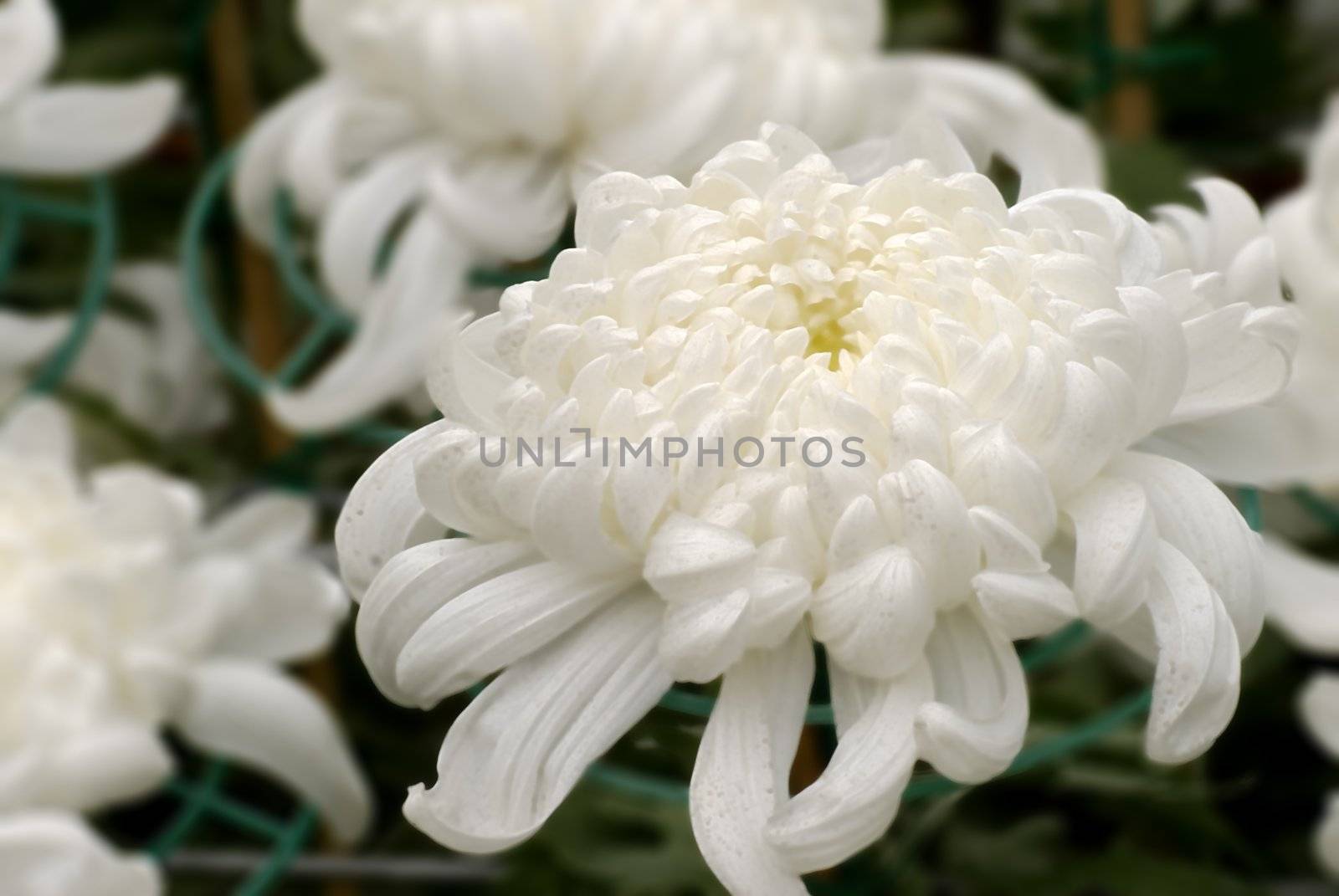 It is a snow white and very big chrysanthemum in Taiwan, a beautiful flower.