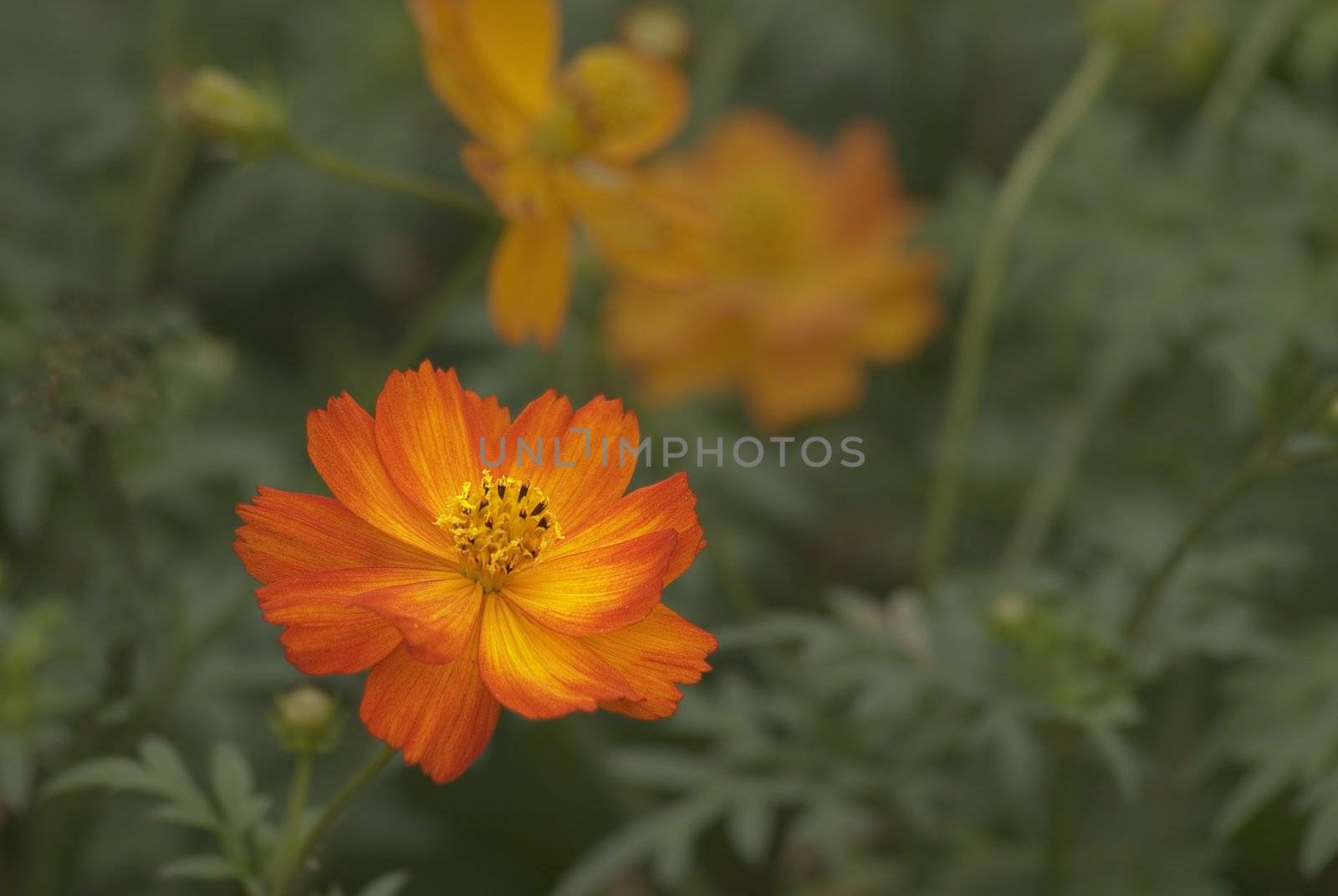 Orange Flowers by elwynn