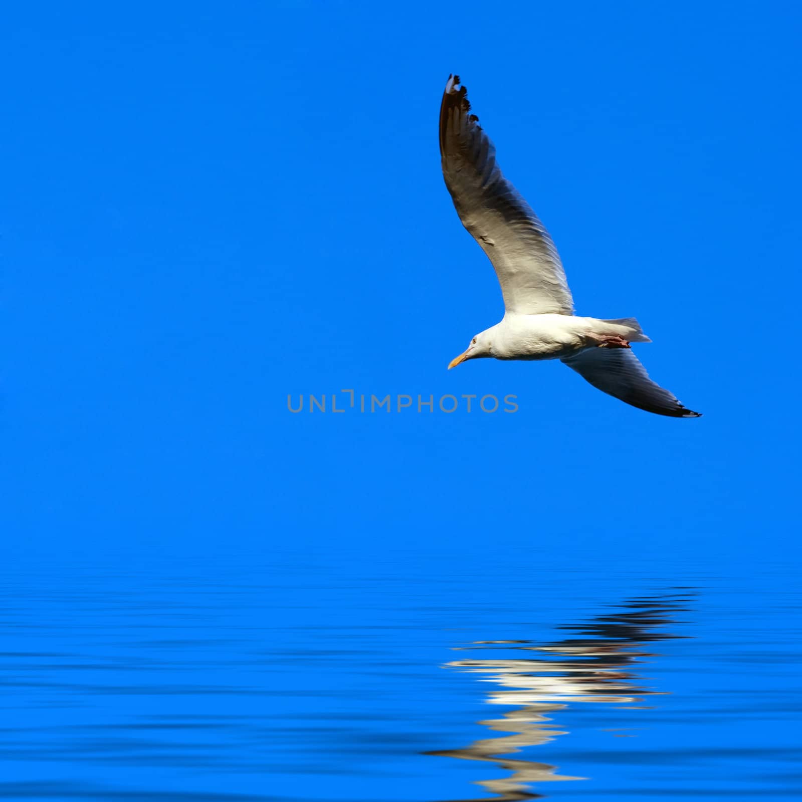 Seagull Flying by graficallyminded