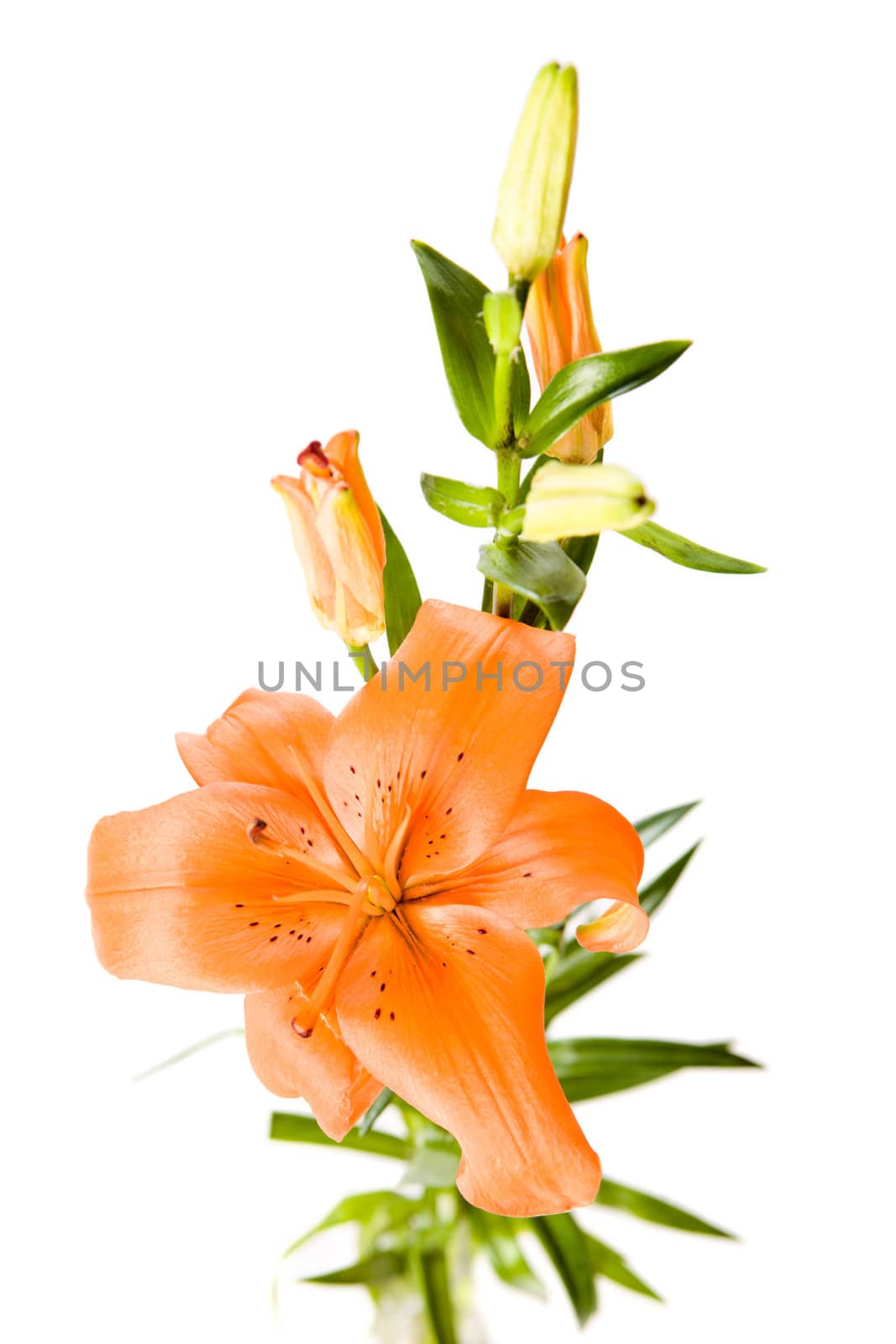 One Orange lily flower isolated on white