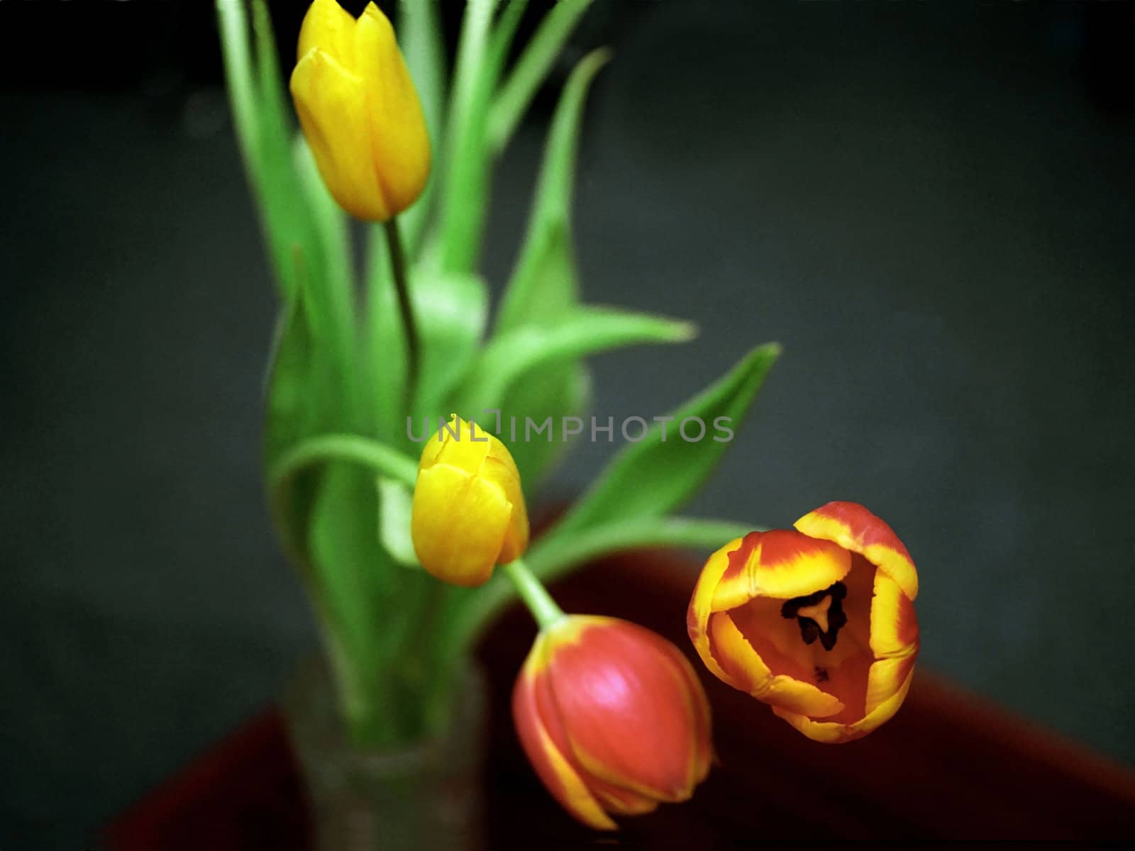 Four tulips close up on dark background