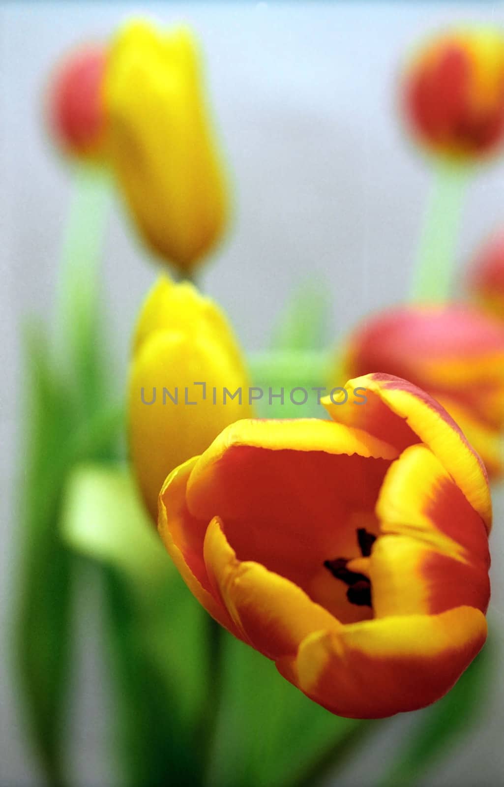 Tulip soft background by mulden