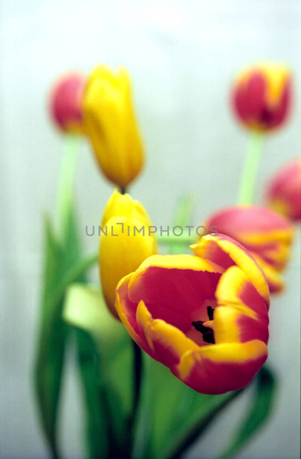 Red-yellow tulip close up on soft background