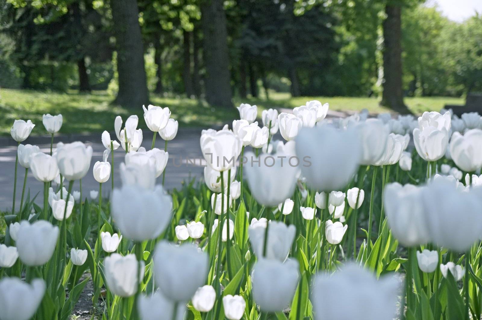 White tulips in city park in spring in Saint Petersburg, Russia.