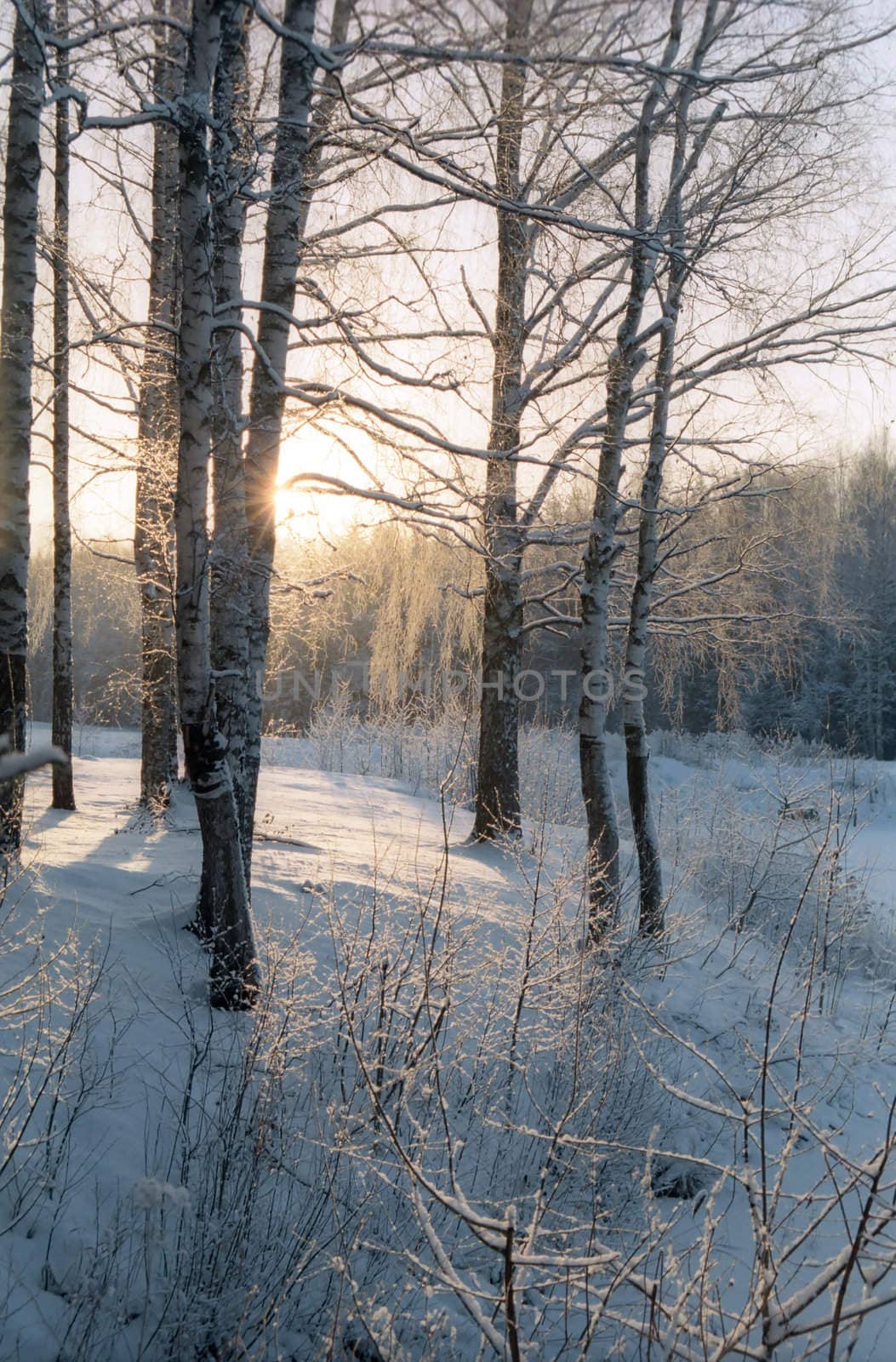 January day in the snow forest 